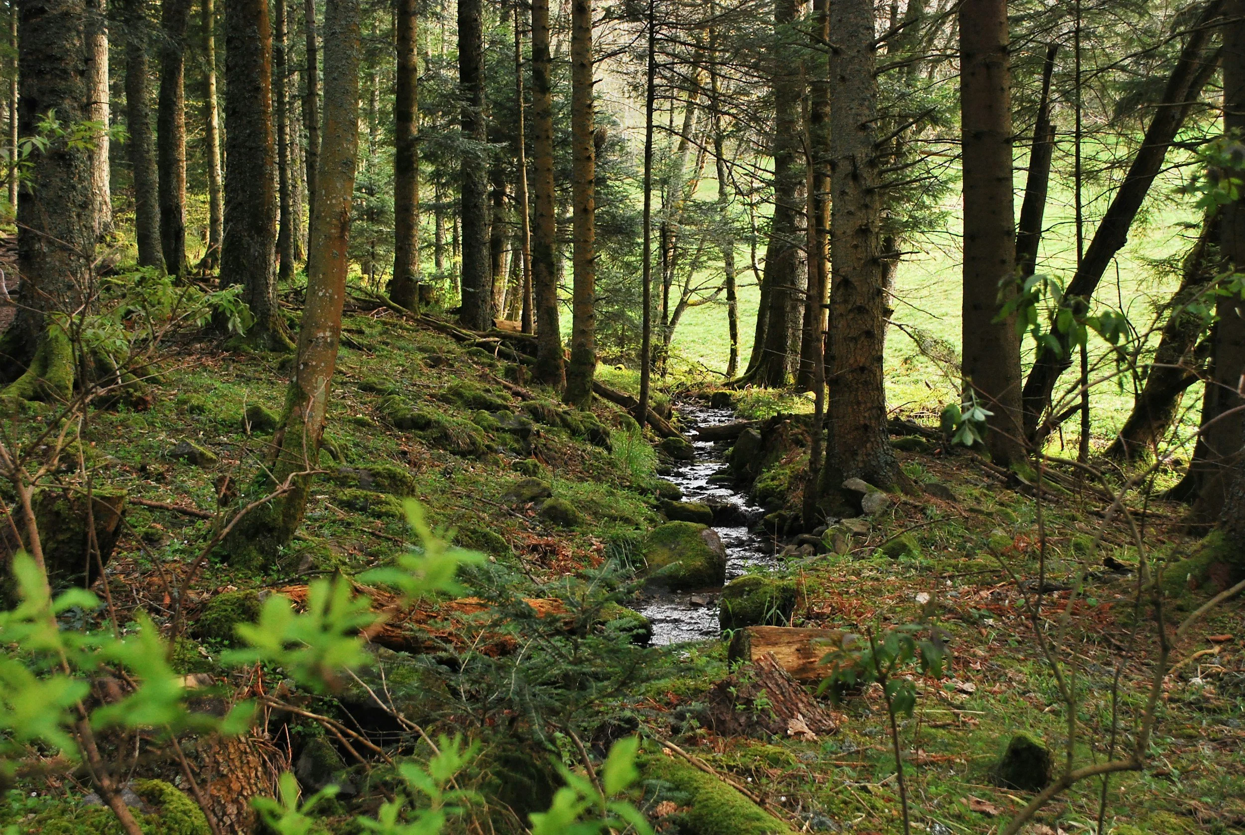 A lush, green forest with tall trees and a small stream flowing through the moss-covered forest floor.