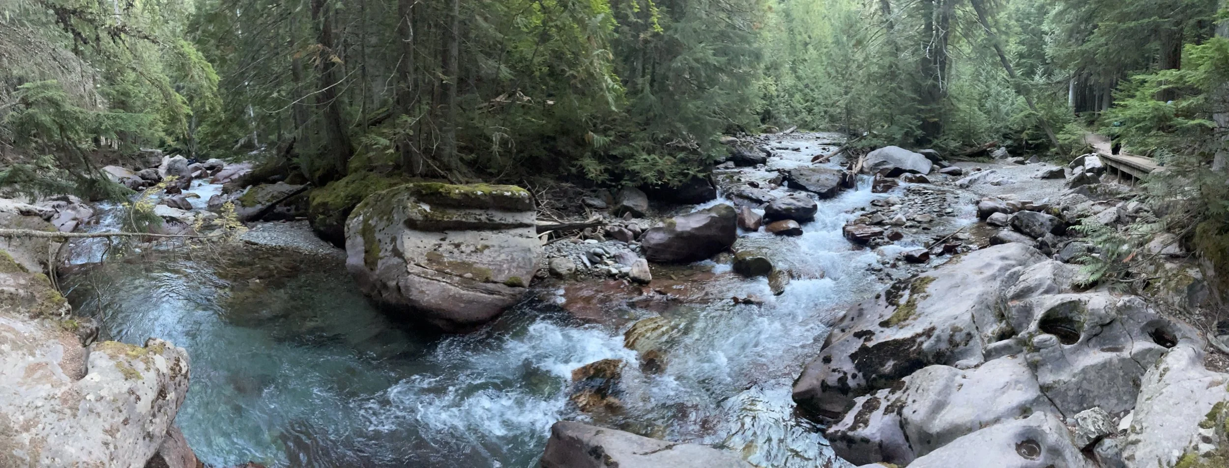 A forest scene with a flowing creek surrounded by moss-covered rocks and dense green trees.