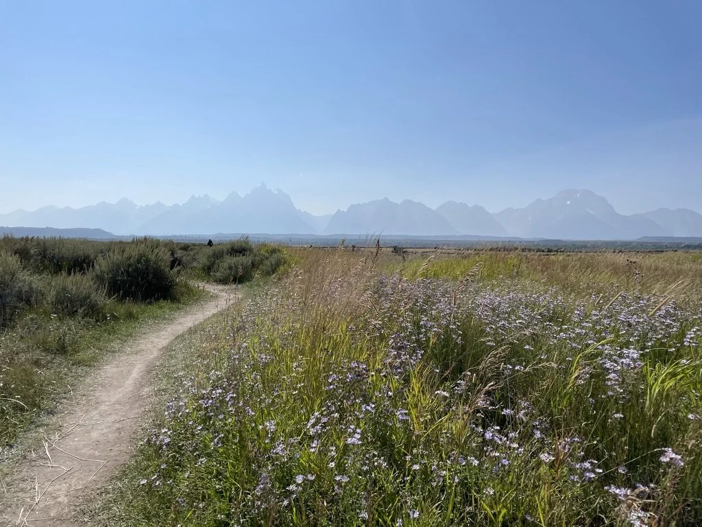 A dirt path runs through a grassy field with purple wildflowers, with mountains in the distance under a clear blue sky.