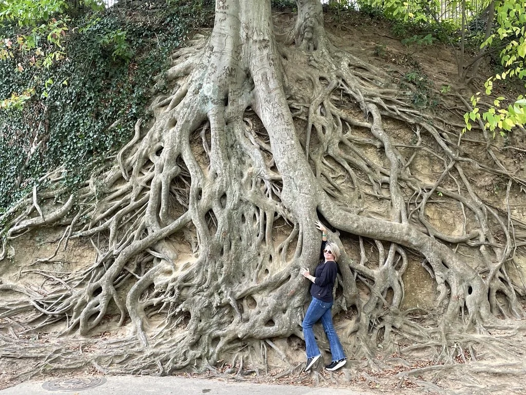 A woman with sunglasses and blue jeans is standing next to a large tree with complex, exposed roots in a natural setting.
