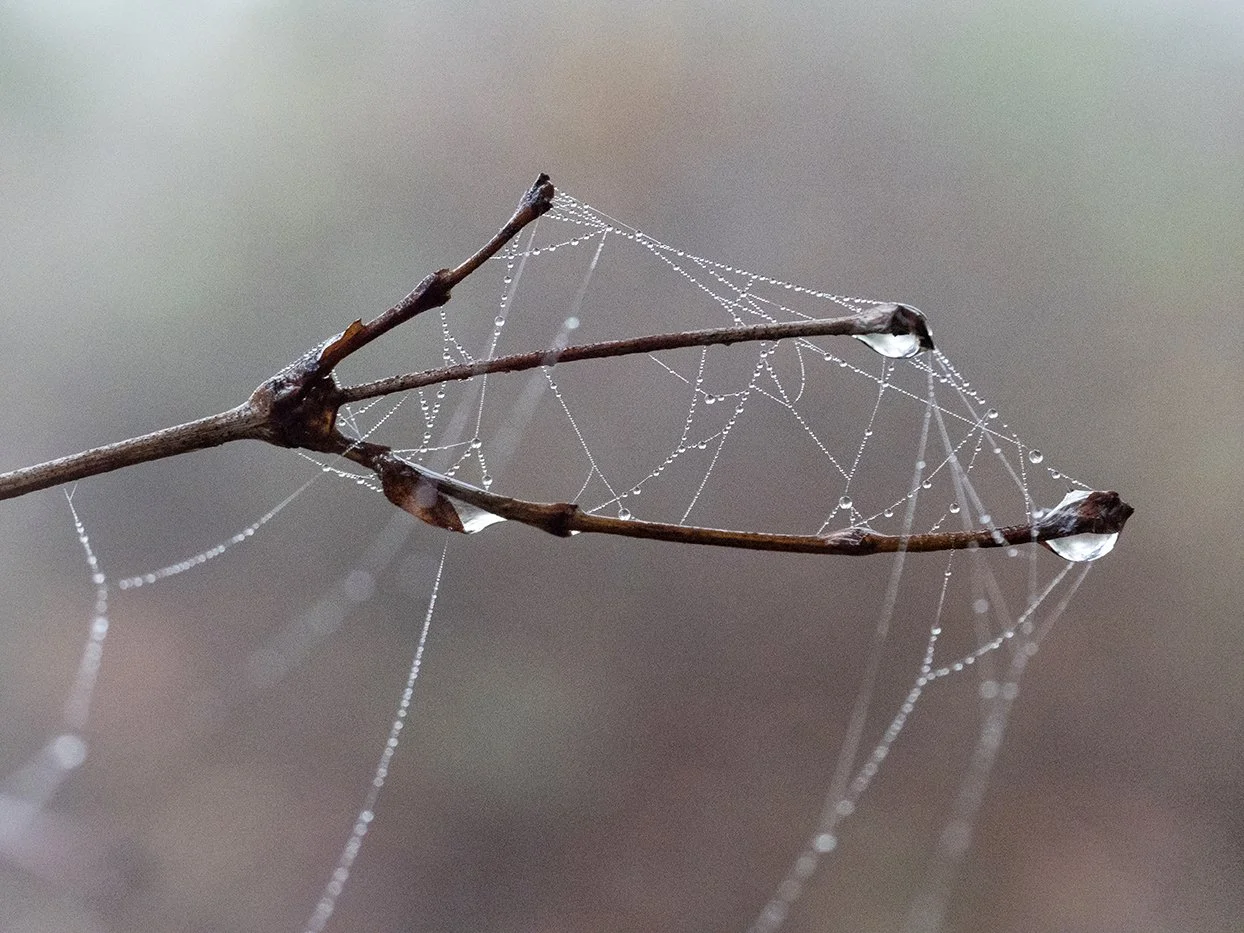 Branch with web and dew