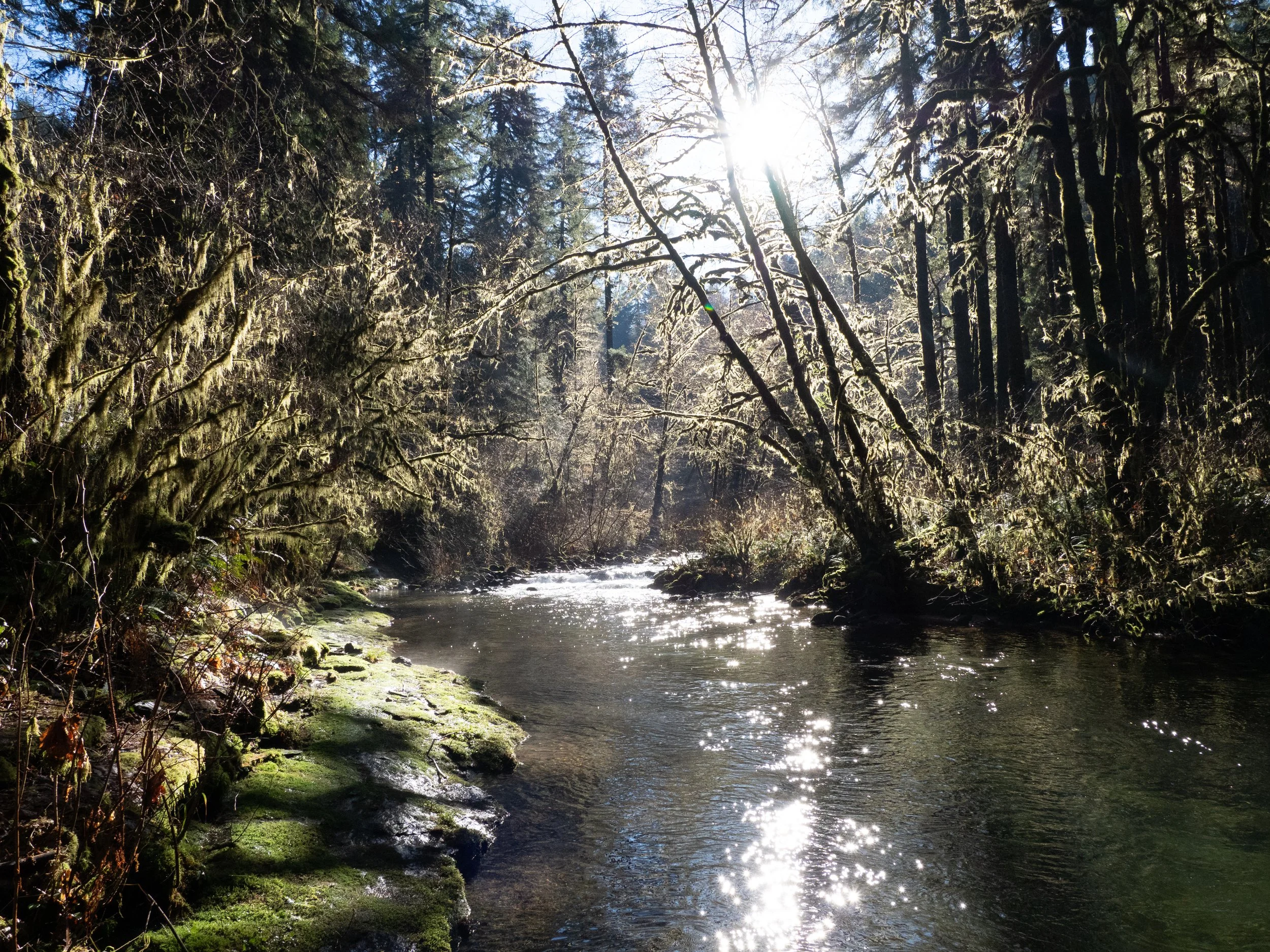 Emerald glittering forest and river