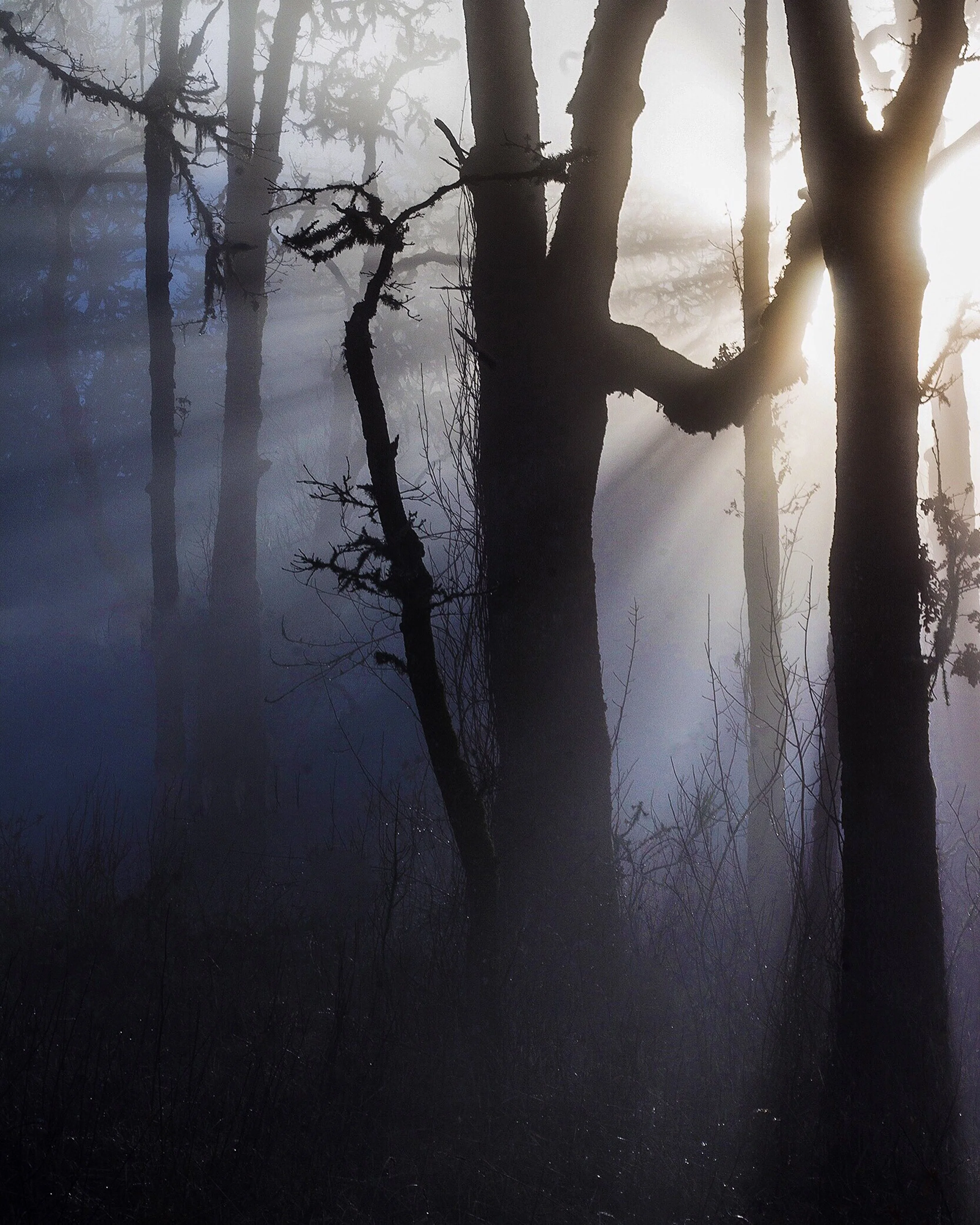 A foggy forest with dark, leafless trees and visible mist, sunlight illuminating through the fog.