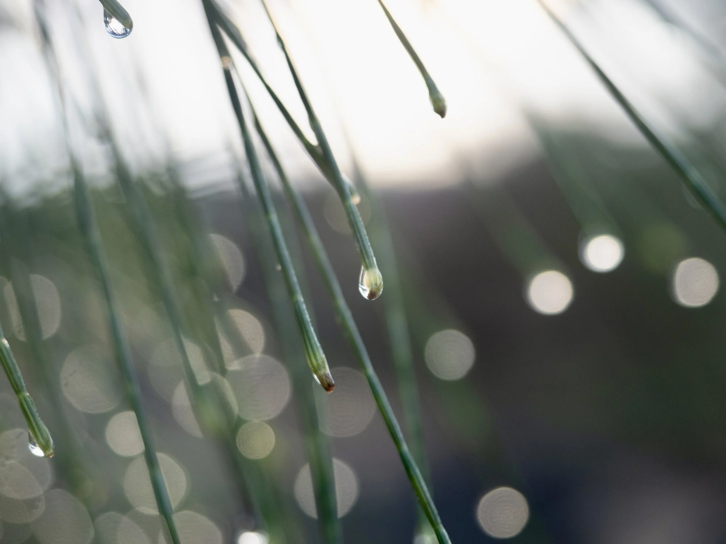 Morning dew on pine