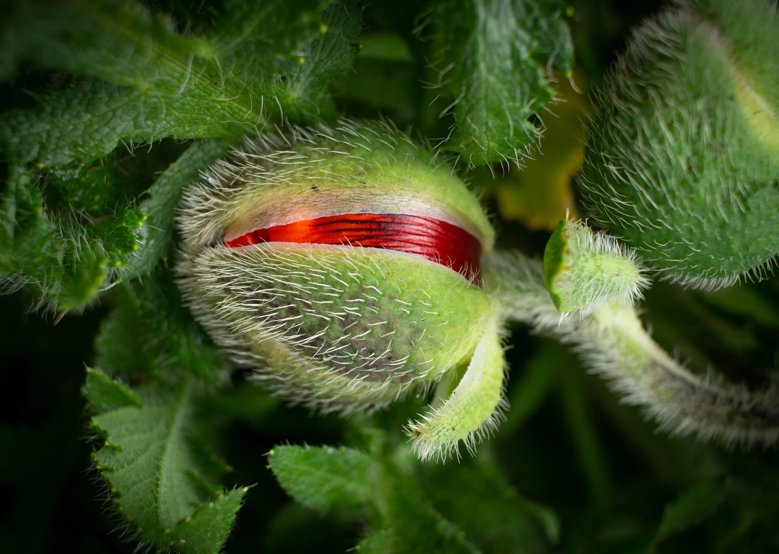 Splitting poppy
