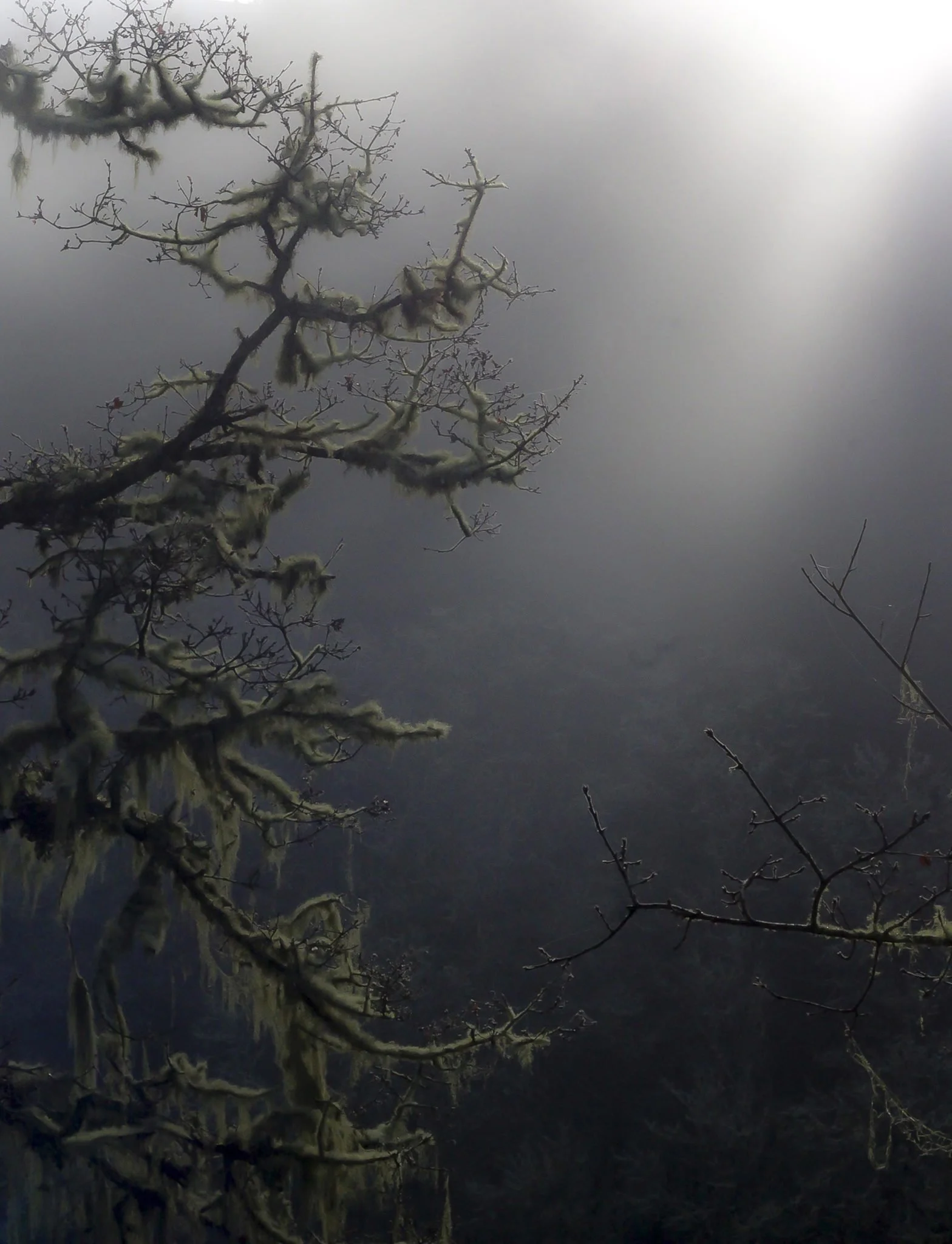 Close-up of a tree branch covered with moss, against a foggy or cloudy sky in the background.