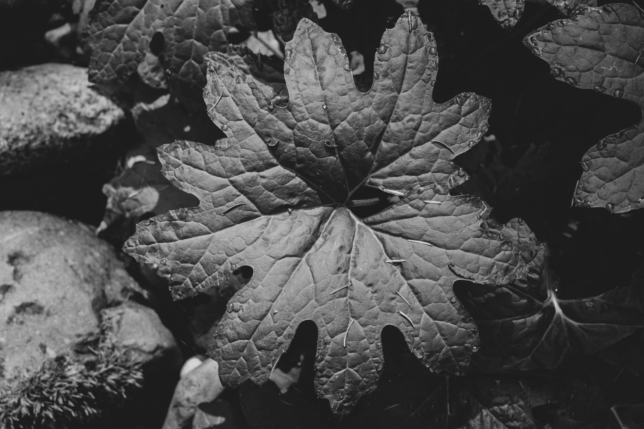 Close-up of a leaf with water droplets, in black and white, showing its textured surface and vein patterns.