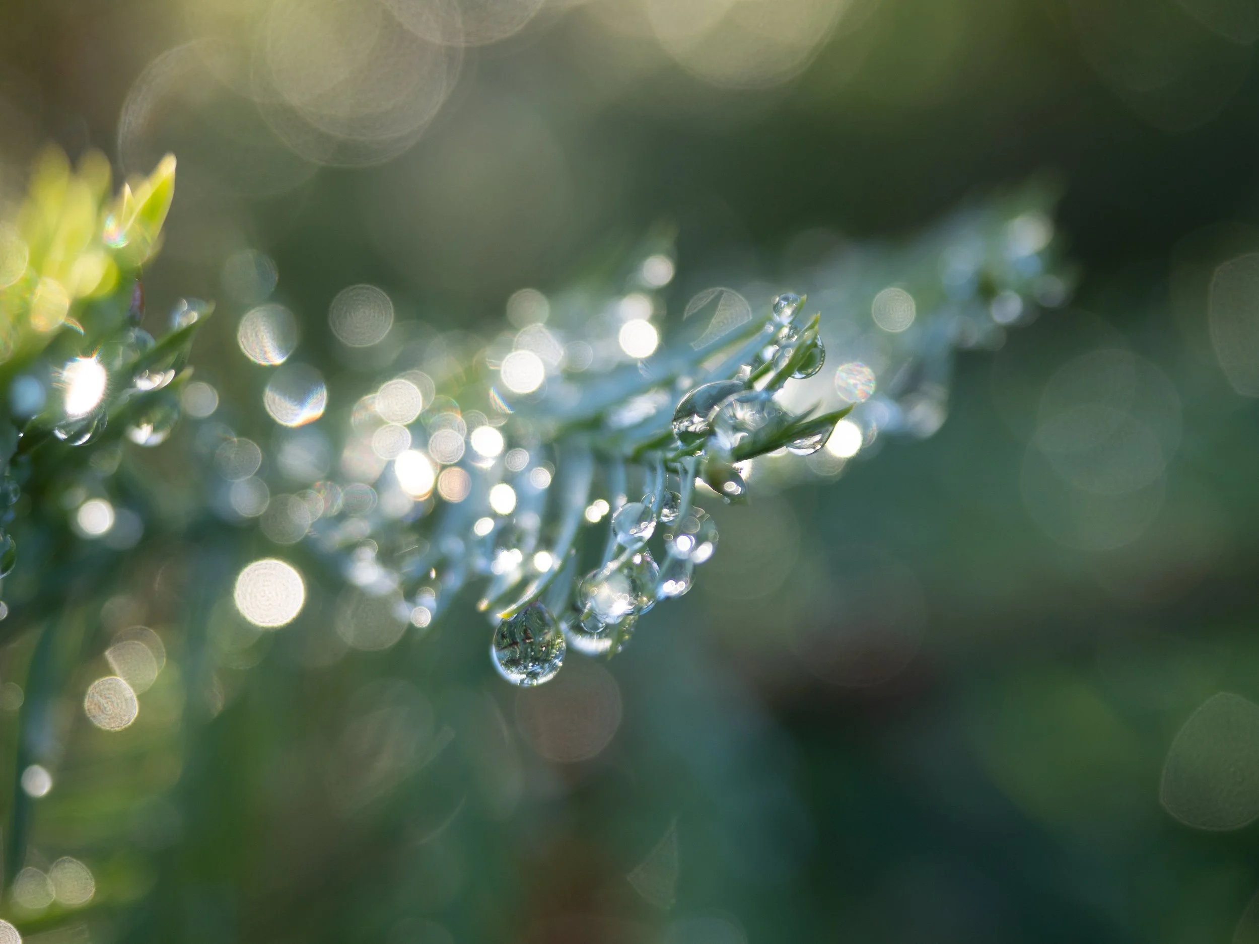Glittering dew on pine