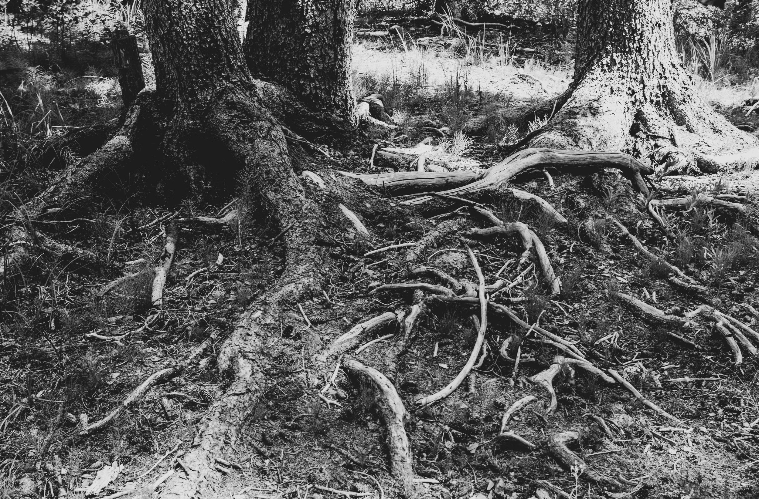 Black and white photo of tree roots on forest floor, with tree trunks in the background.
