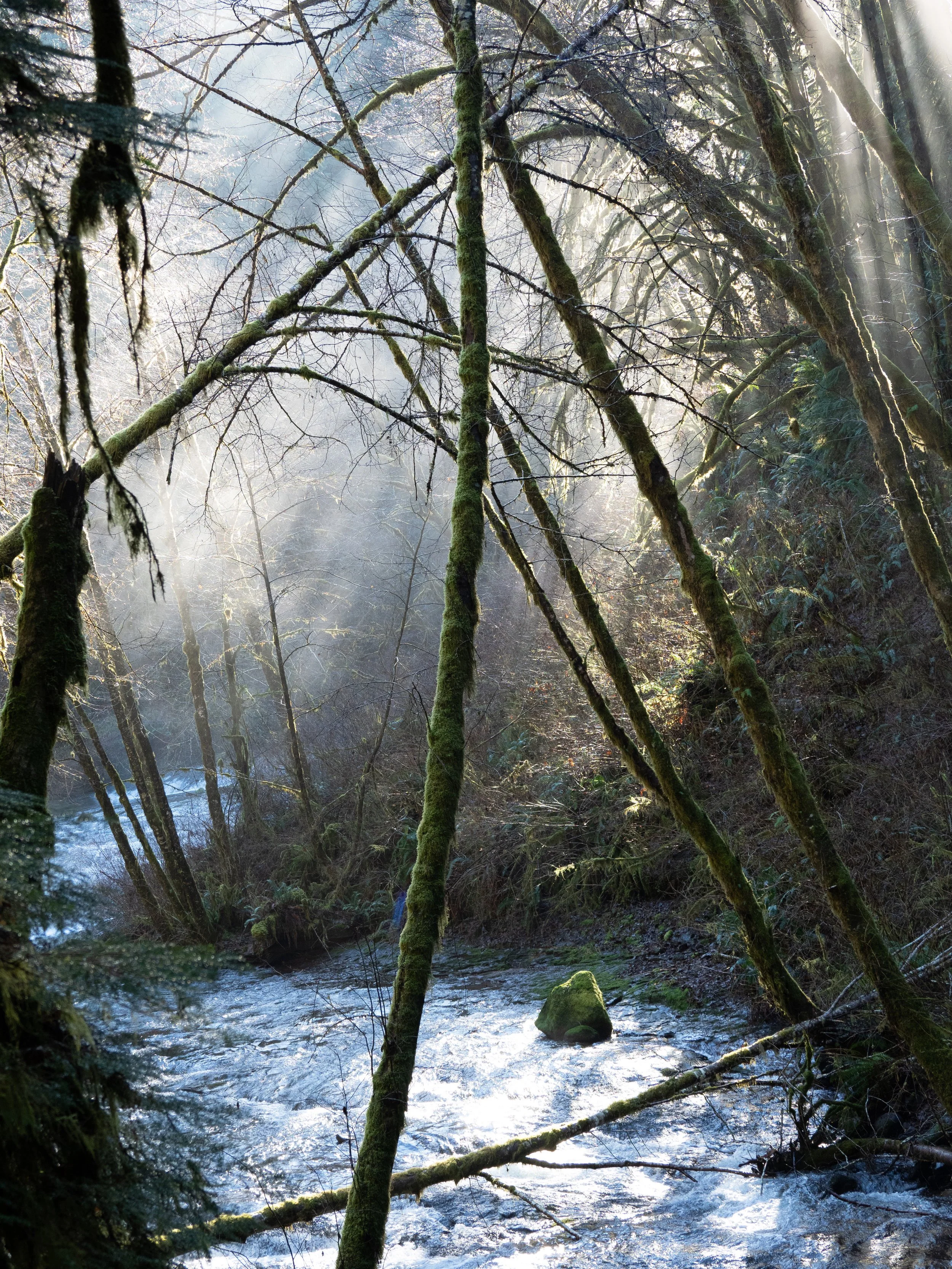 Mysical light in forest