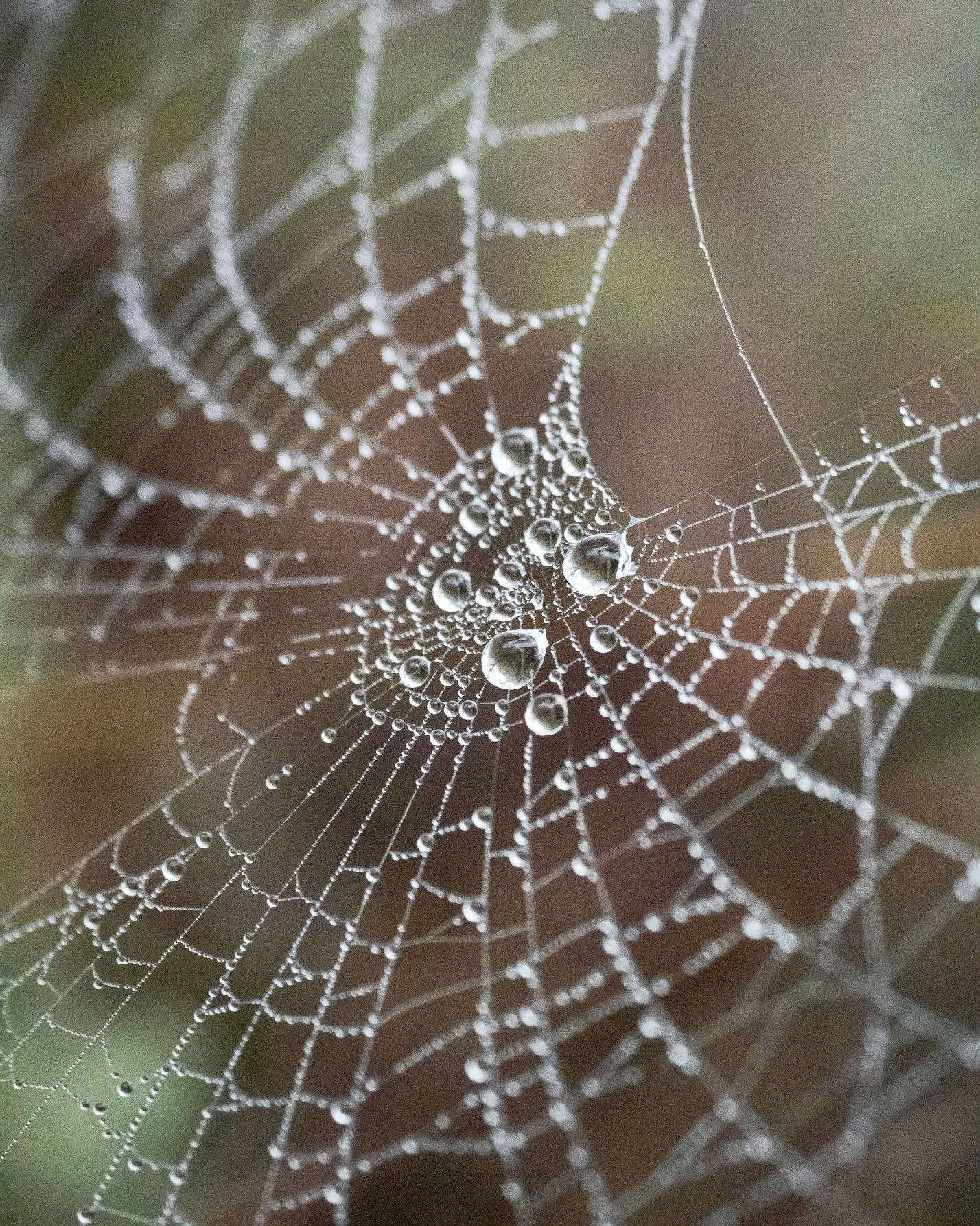 Dew on spiderweb