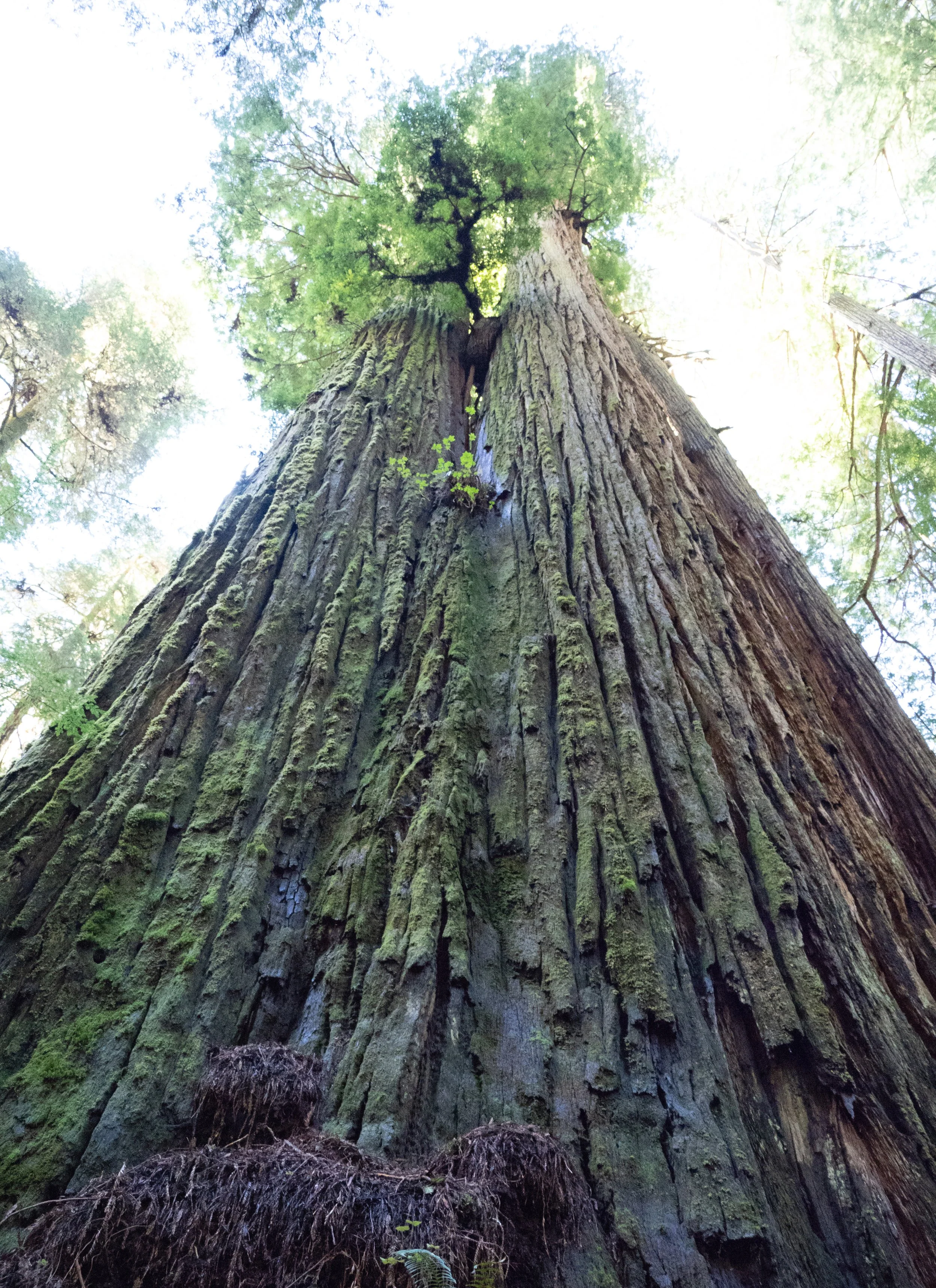 Merged redwood trees