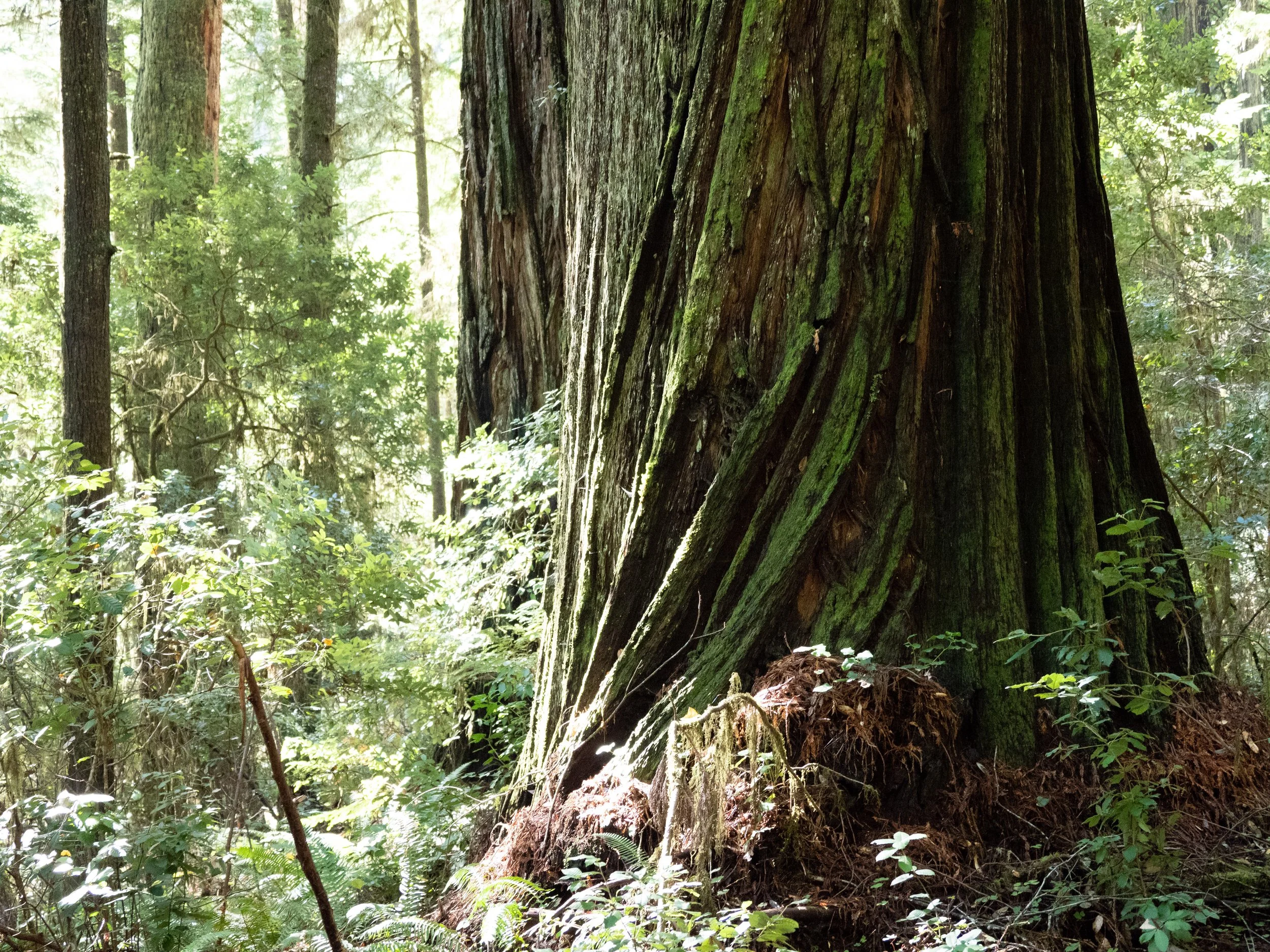 Twisting redwood trunk