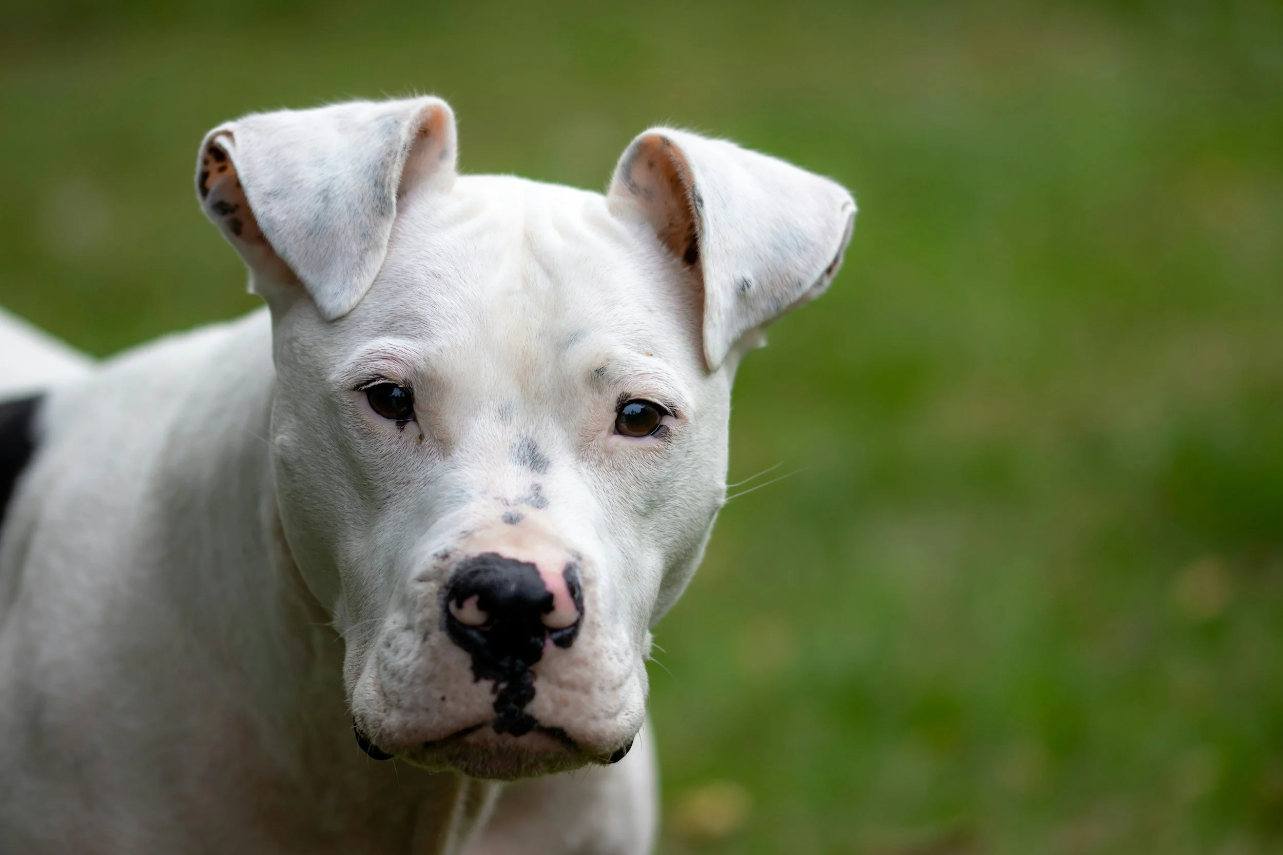 Close-up of a white dog with black spots, dark eyes, and floppy ears against a green background.