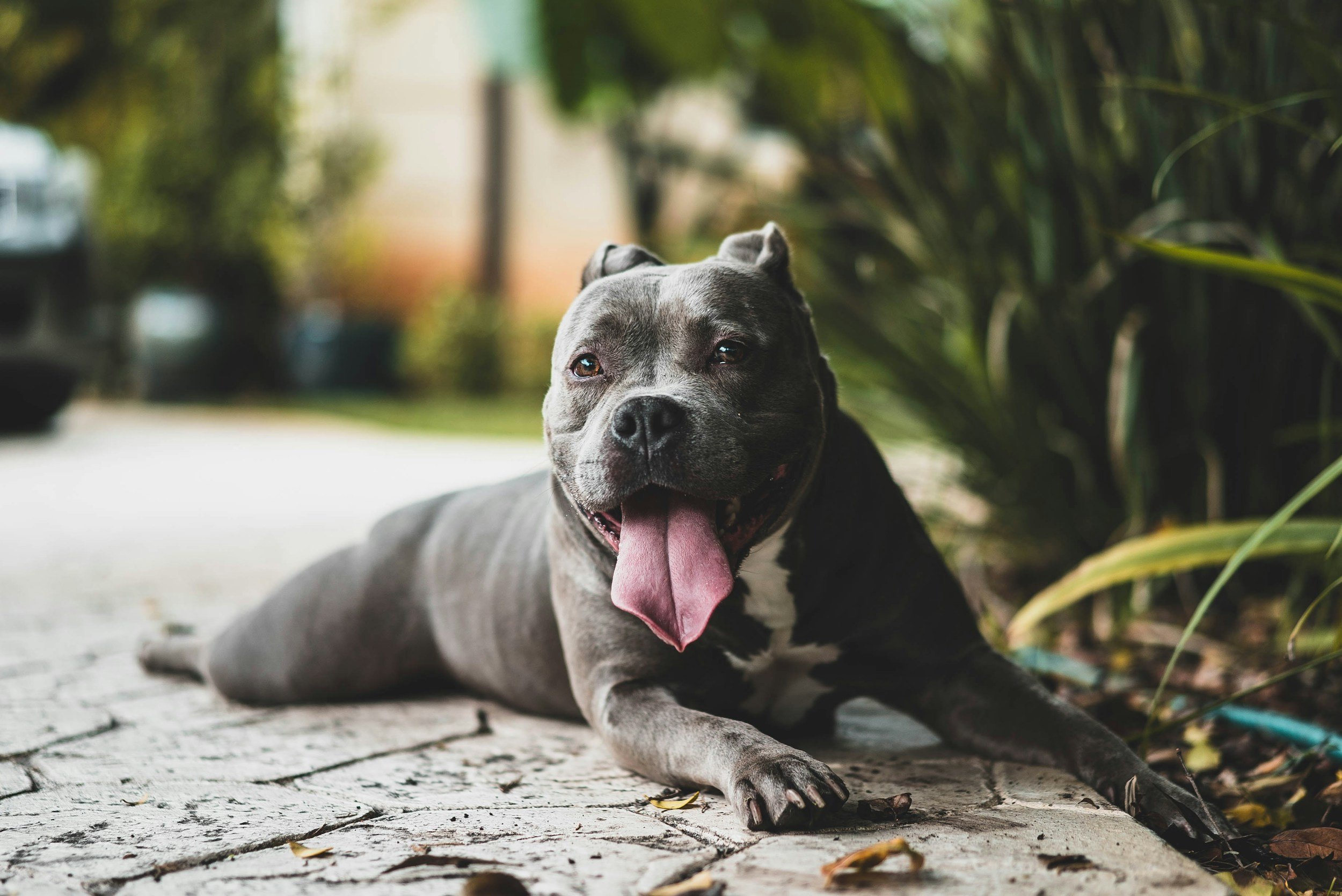 A happy gray and white dog with a wide open mouth is lying on a wooden deck with leaves scattered around, surrounded by greenery.