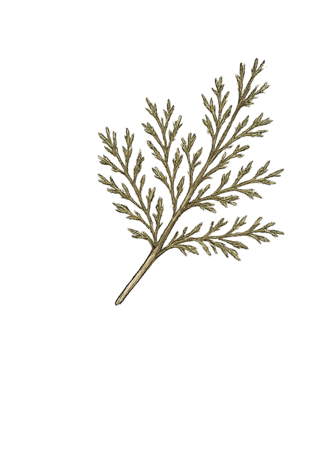 A dried or preserved plant or herb with intricate, fern-like leaves, set against a black background.