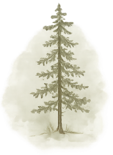 Watercolor cedar tree illustration representing healing, growth, and wellness.