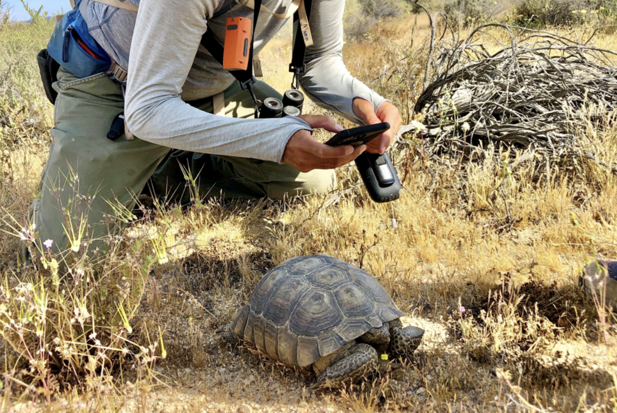 USGS, USFWS, Clark County (NV) Desert Tortoise Monitoring