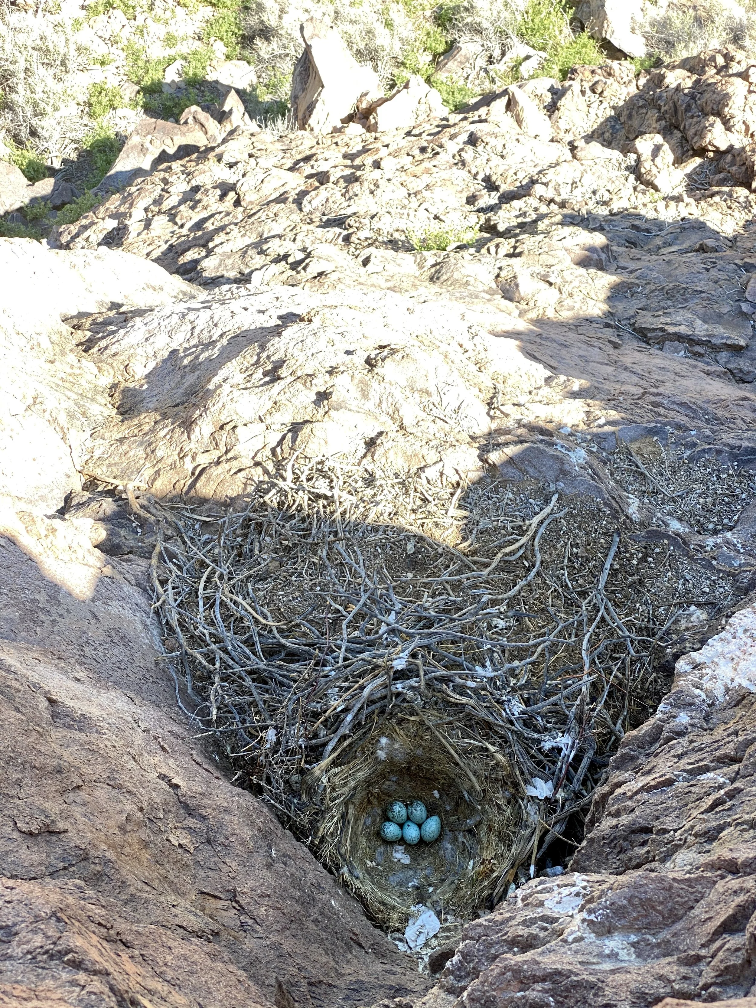 wilder-ecological-consulting-case-studies-national-fish-wildlife-foundation-funded-common-raven-mitigation-studies-carousel-2.jpg