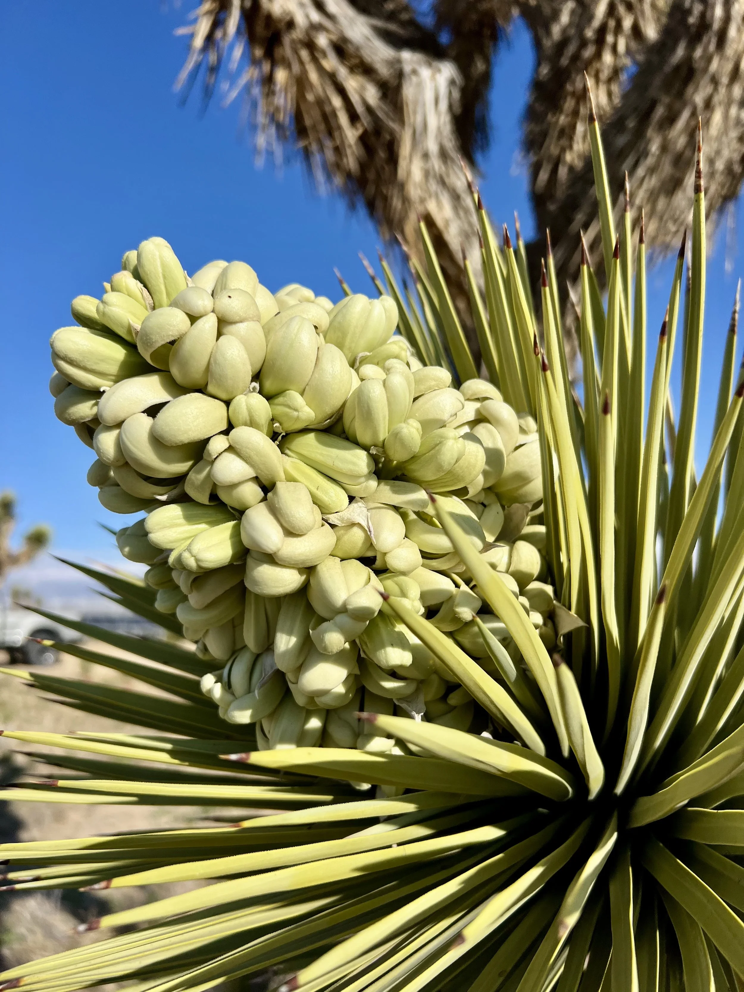 western Joshua tree flowering.jpeg