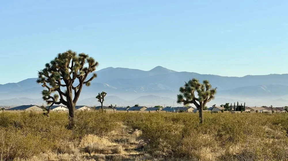 Private Residential + Small Business: Western Joshua Tree Census