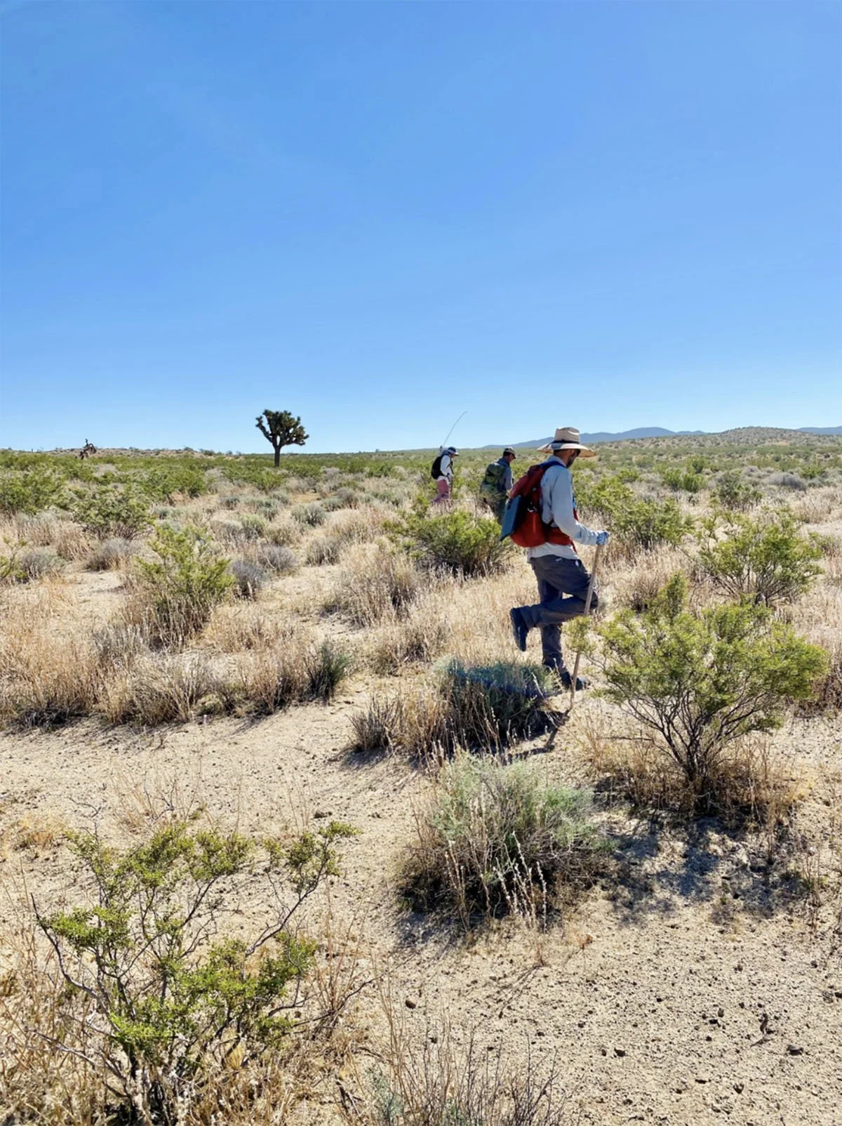 wilder-ecological-consulting-case-studies-usgs-usfws-clark-county-nv-desert-tortoise-monitoring-carousel-1.jpg