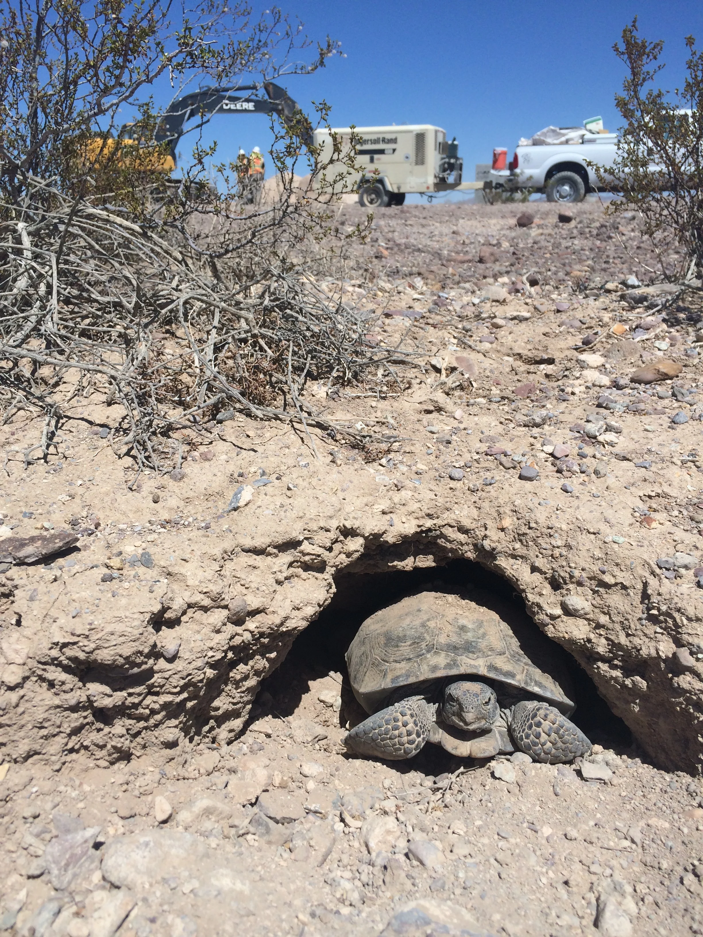 Two tortoises in a rocky, arid landscape near a hole in the ground.