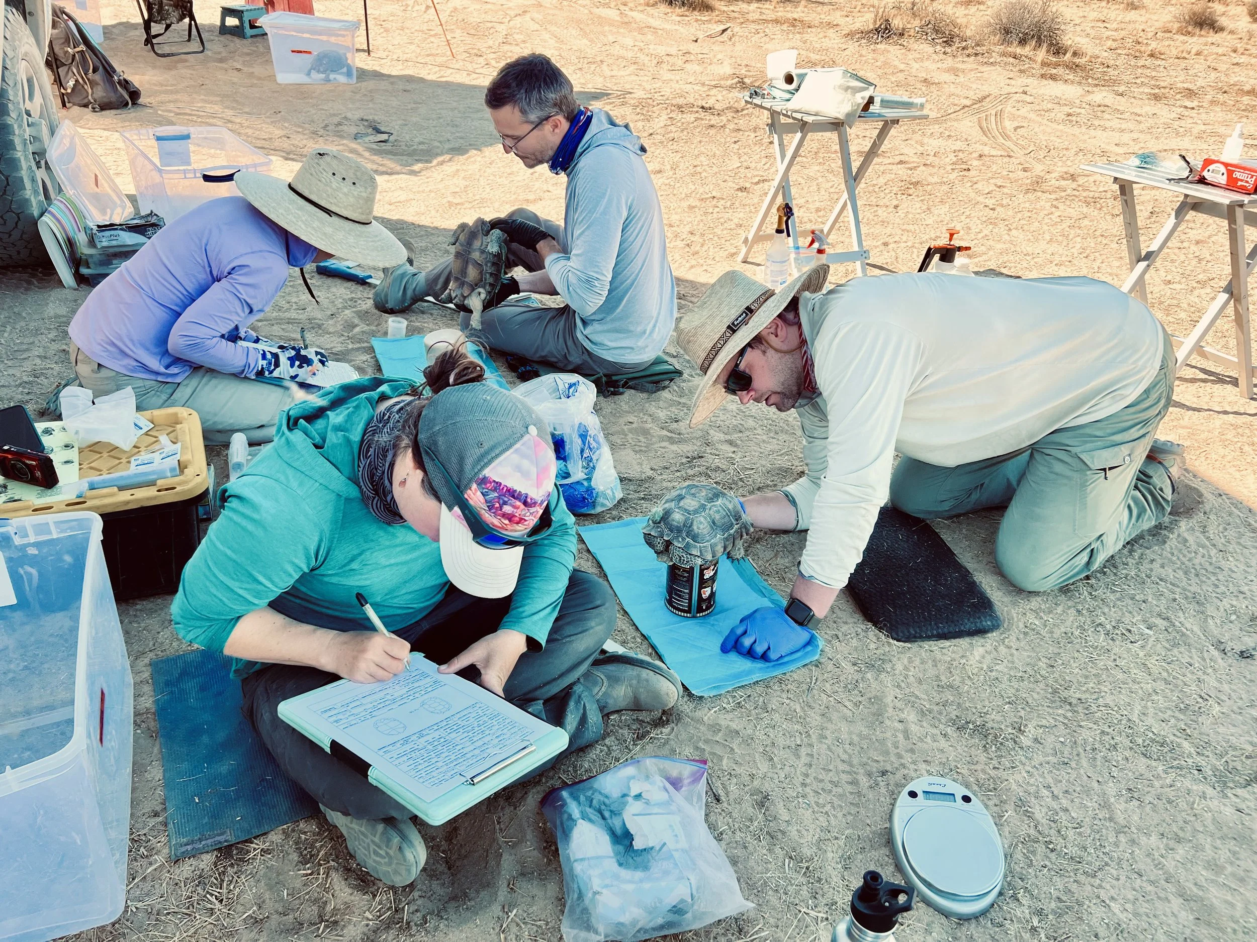 Researchers in outdoor field setting studying turtles, using tables, notebooks, and equipment on sandy ground, with supplies and tools nearby.
