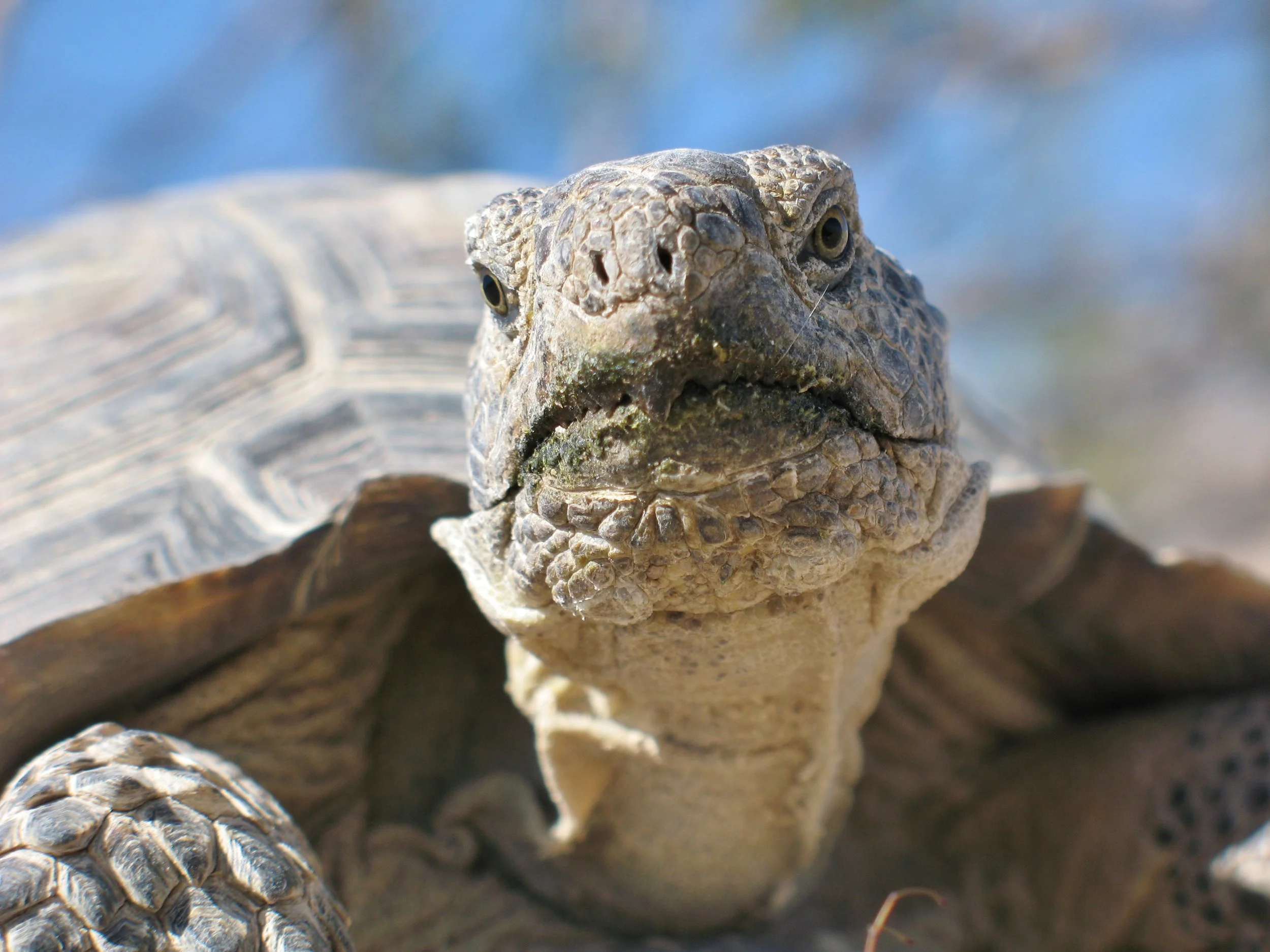 Close-up of a tortoise's head and part of its shell, showing textured skin and patterned shell, with a blurred natural background.