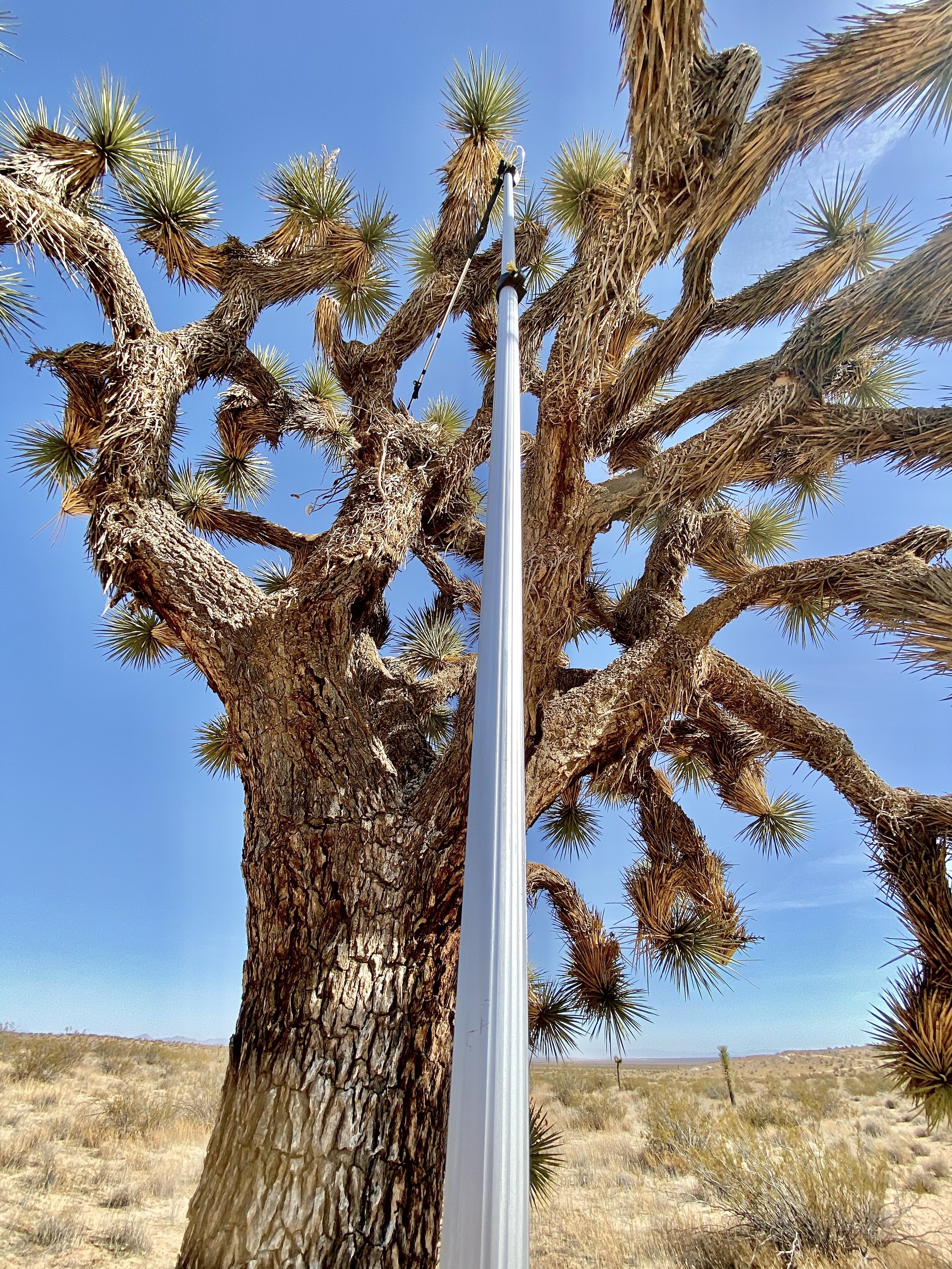 Tree with thick, textured bark and sharp, spiky green leaves against a clear blue sky, with a white pole in front of it in a desert landscape.