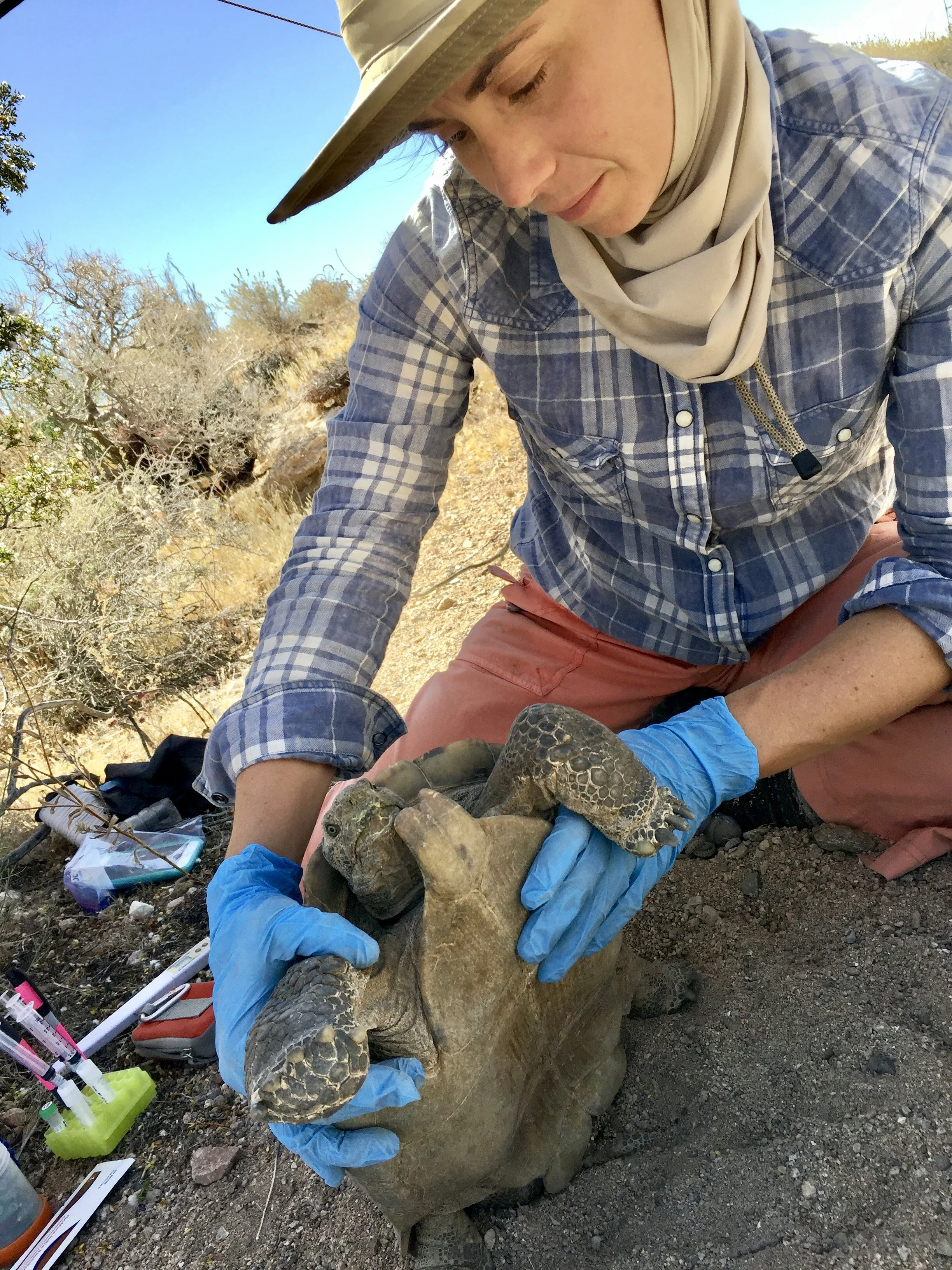 A person wearing a wide-brimmed hat, plaid shirt, and beige scarf is examining and tending to a baby turtle on a rocky outdoor terrain. Another person in blue gloves is holding the turtle, which appears to be injured or in need of assistance.