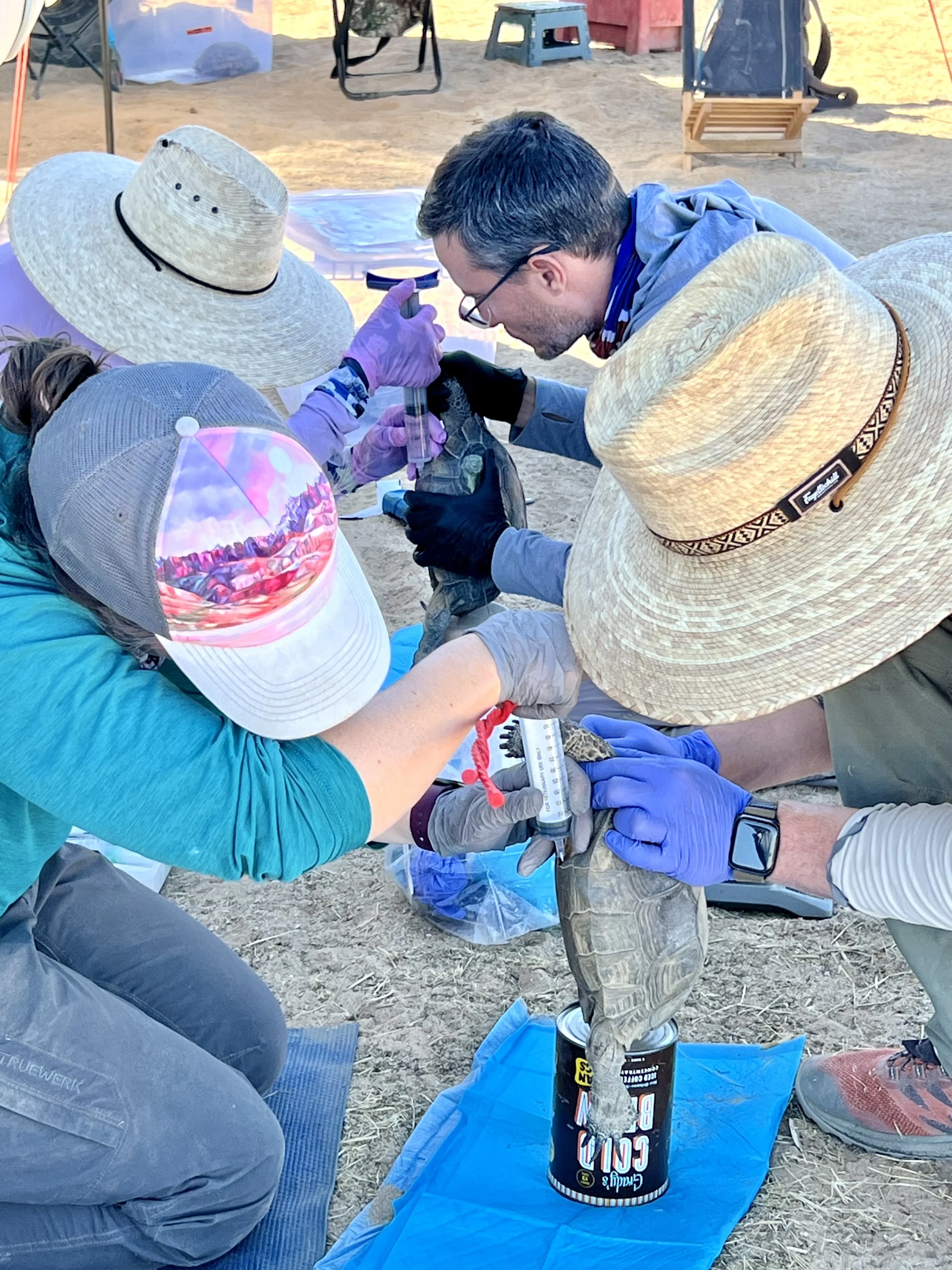 Scientists in protective gear and hats working outdoors, handling a small animal, possibly a reptile, with lab equipment, in a sandy area with various supplies and equipment in the background.