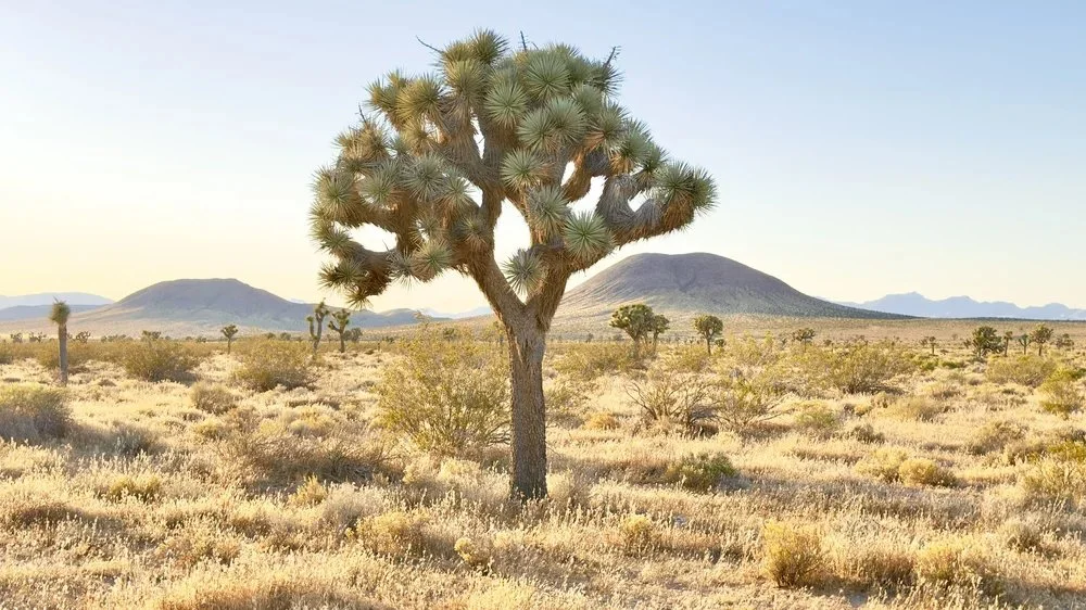 A desert landscape with a Joshua tree in the foreground, rolling hills, and mountains in the background under a clear sky.