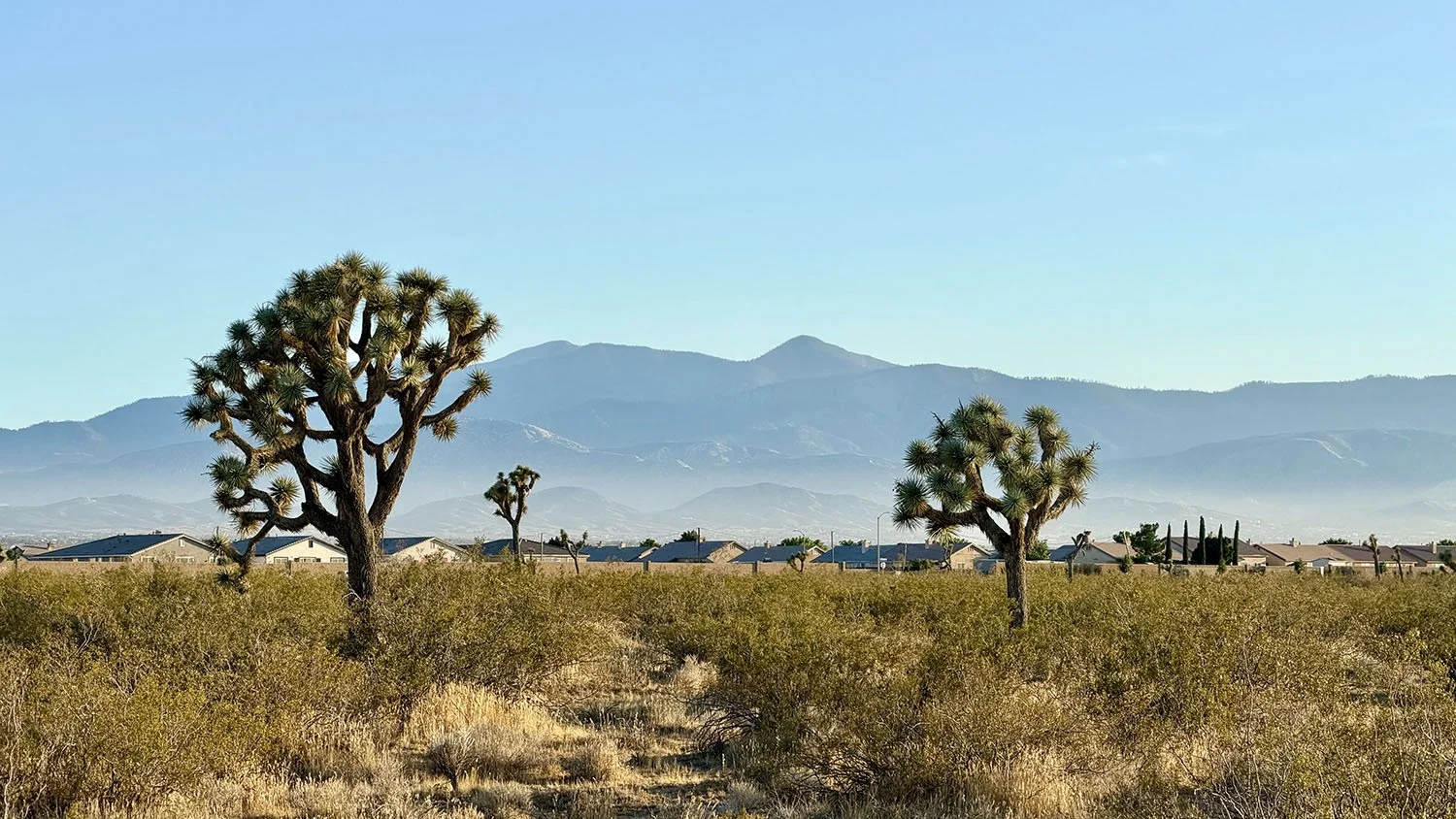 Desert landscape with Joshua trees, dry shrubs, single-family homes in background, and mountains under clear blue sky.