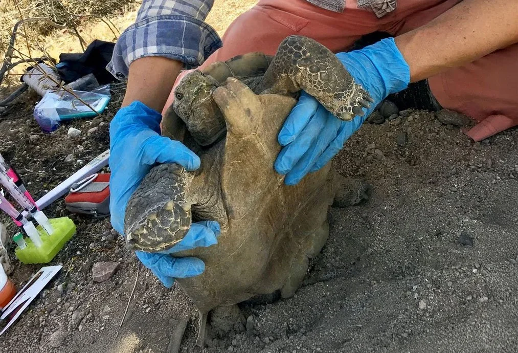 Person wearing blue gloves holding an injured baby tortoise with its shell cracked, outdoors on dirt ground, with various objects and supplies nearby.