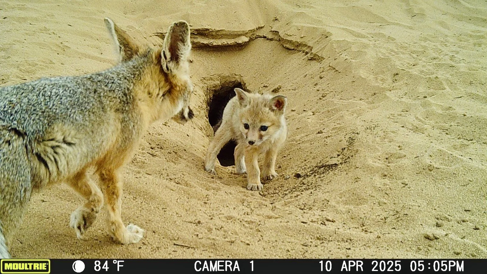 A coyote pup emerging from a den, with another coyote pup nearby, on a sandy surface.