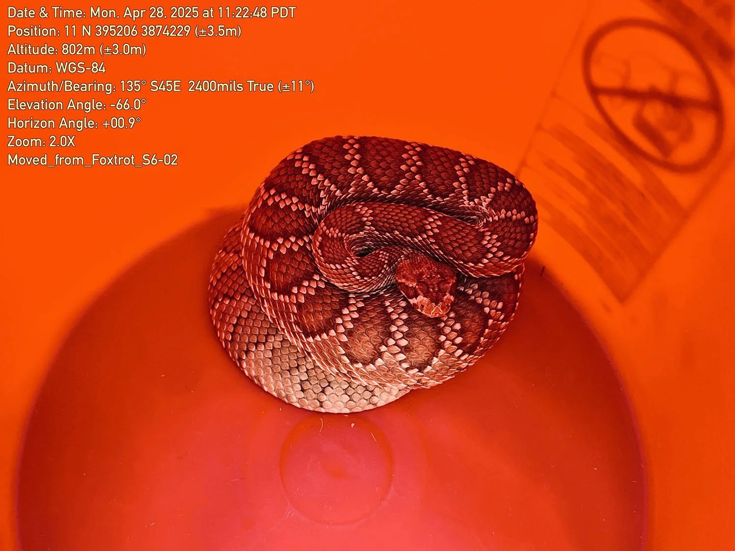 A coiled snake sitting inside a red plastic bucket with a printed label on the side, and overlayed with camera data and location information.