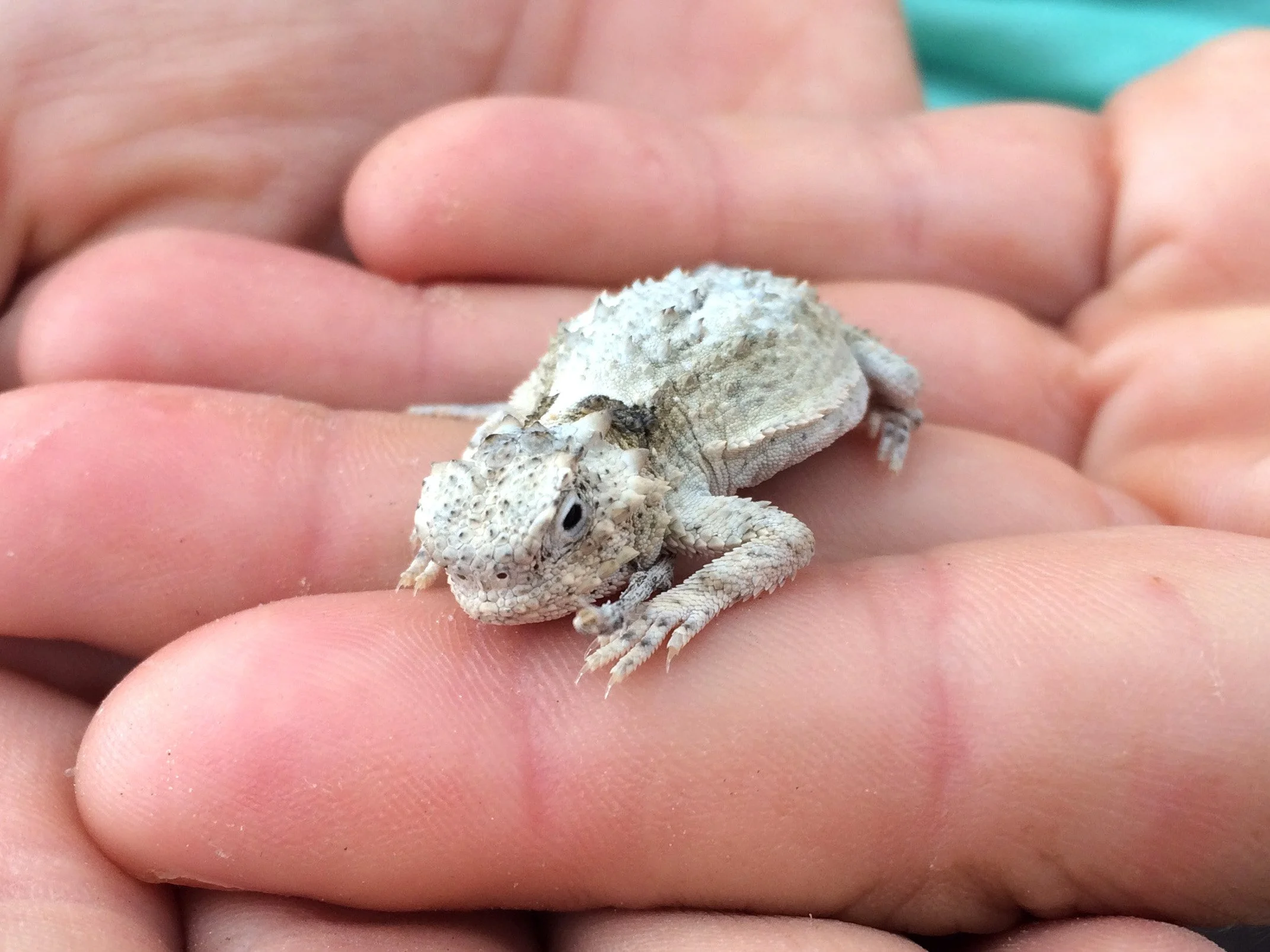 Close-up of a person holding a small, light-colored, textured reptile, possibly a gecko, on their fingers.
