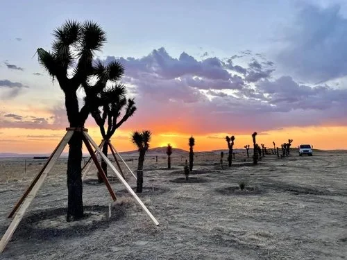 Desert landscape with Joshua trees, some supported by wooden braces, at sunset with a colorful sky