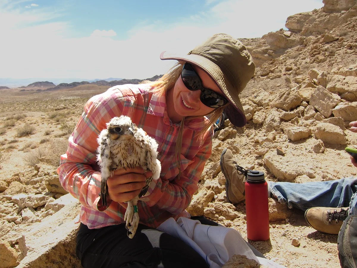 A woman in outdoor clothing holding a small, fluffy owl on a rocky desert landscape with mountains in the background.