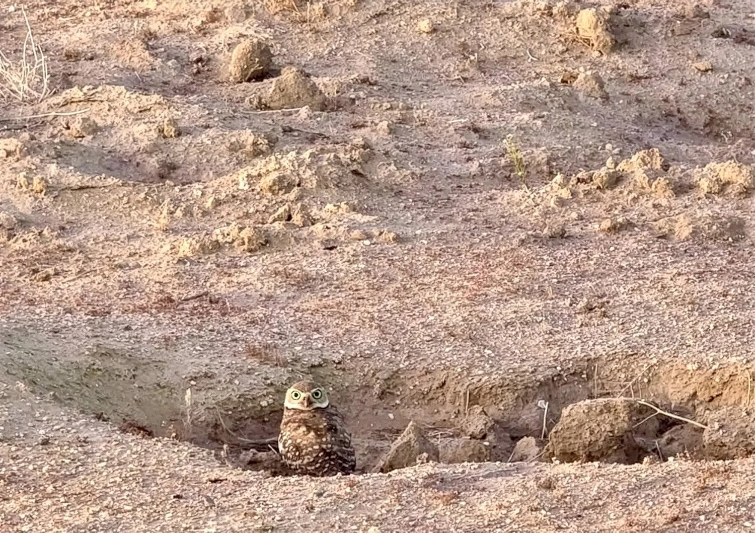 A small owl sitting on sandy ground with a rocky, arid landscape in the background.