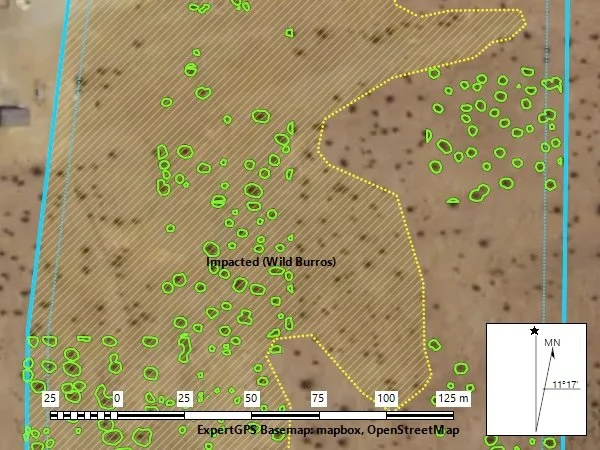 Map showing impacted wild burros marked with green circles and outlined in yellow, with a north arrow and signature scale, basemap from Mapbox and OpenStreetMap.