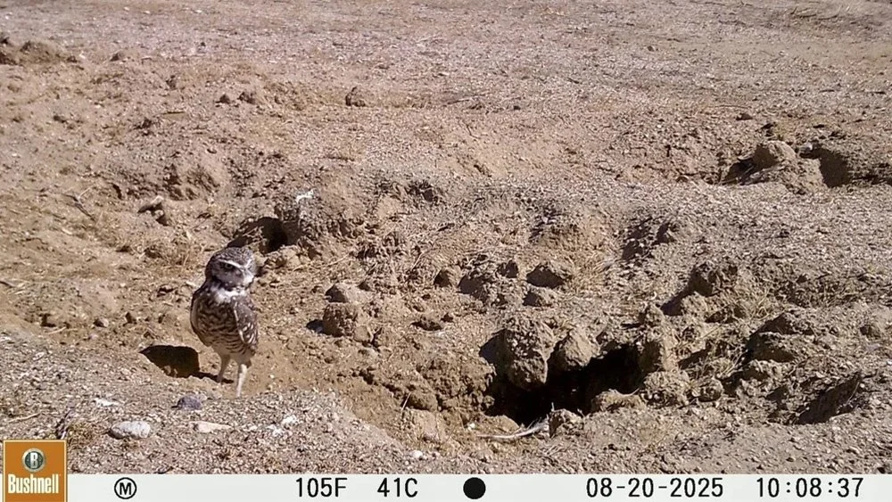 An owl standing on dry, rocky ground near an animal-sized hole.