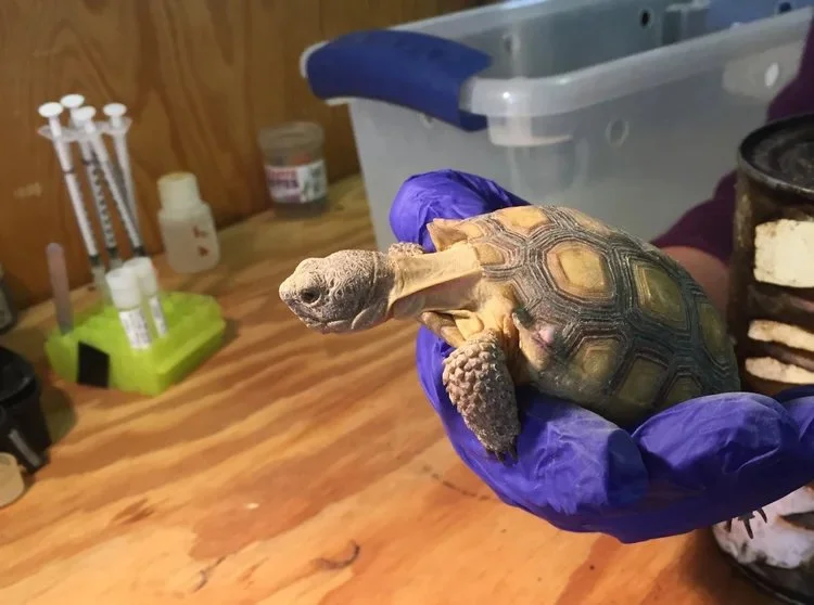 A person wearing purple gloves holding a baby chameleon with a patterned shell in a laboratory or veterinary setting.
