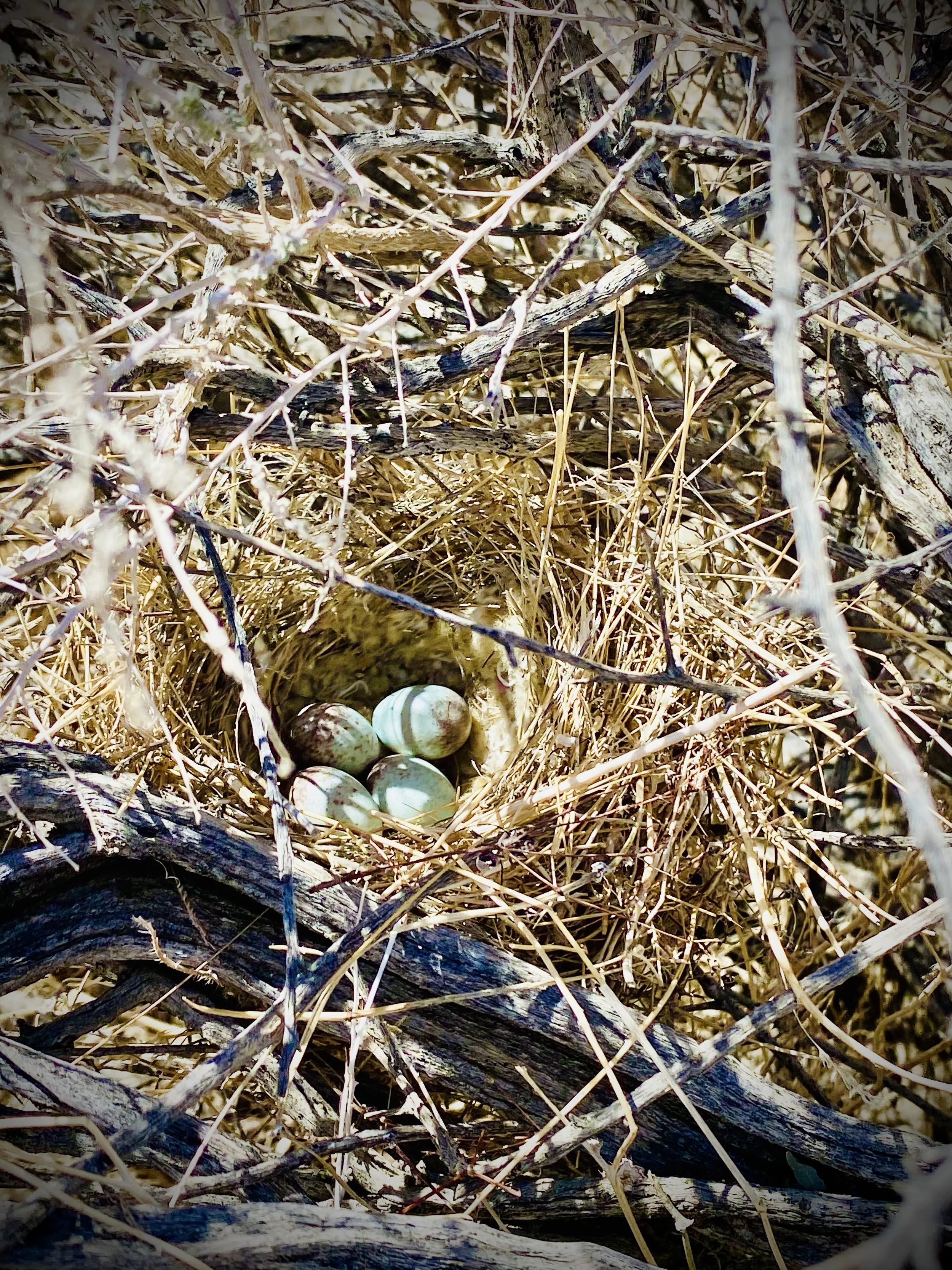 A bird's nest built among dry twigs and branches containing several speckled eggs.