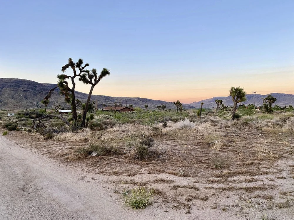 Desert landscape with Joshua trees, dry grass, distant hills, and a clear sky during sunset or sunrise.