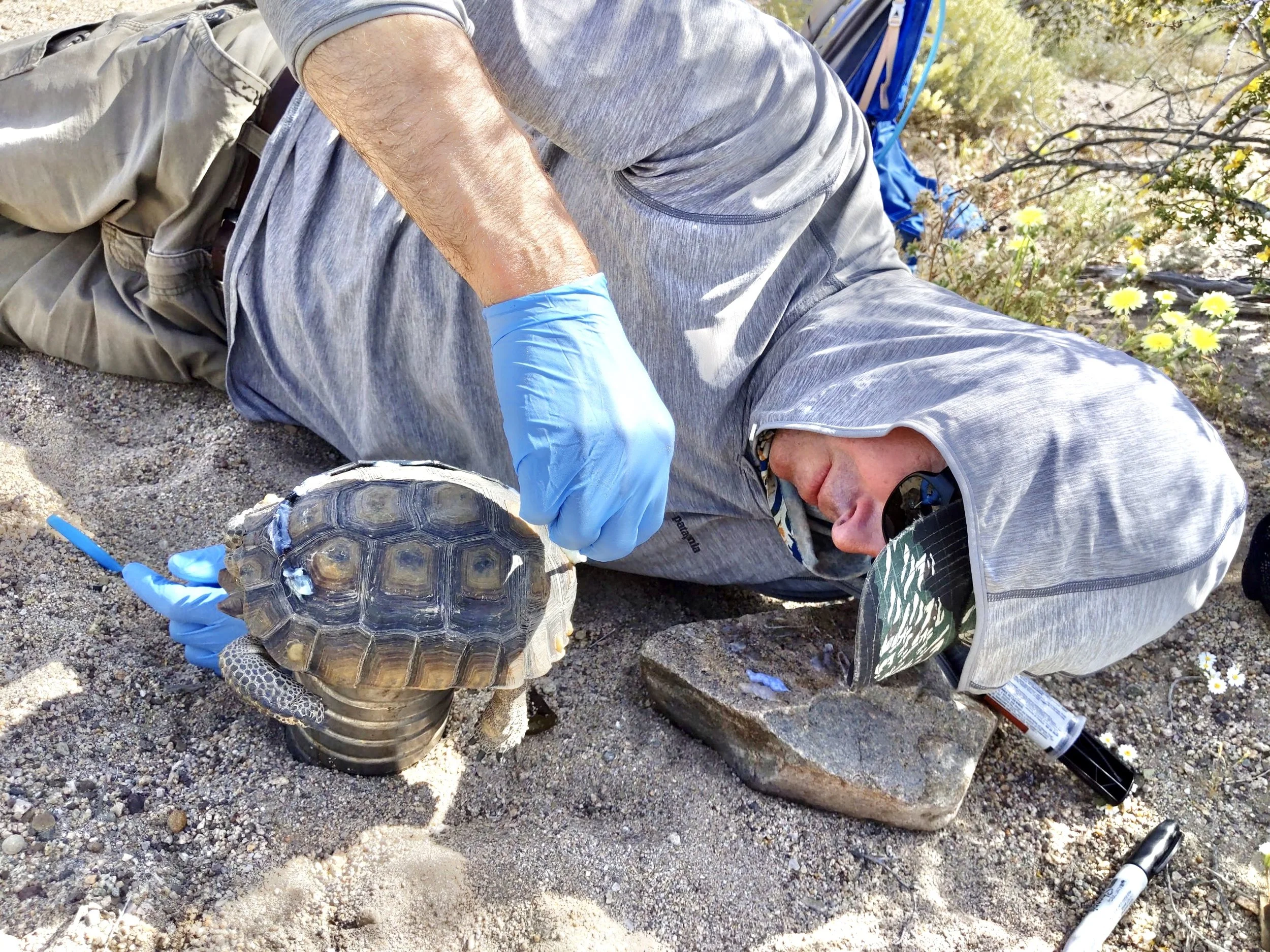 A person in outdoor attire investigating a turtle on rocky ground, with a backpack and flowering plants in the background.