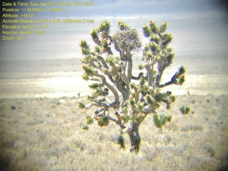 A desert scene with a lone, twisted Joshua tree with small spiky leaves and multiple branches, under a clear blue sky.
