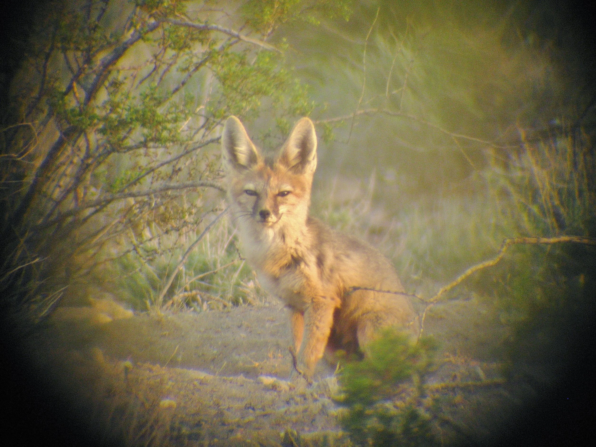 A wild coyote standing on a dirt path at night, surrounded by bushes and trees, with a faint fog or mist in the background.