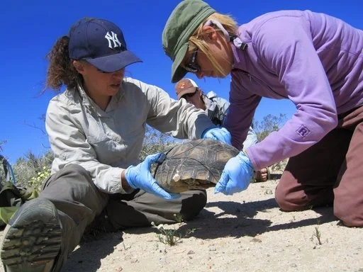 Two women in outdoor clothing and gloves handling a turtle on the ground in a sunny, natural environment.